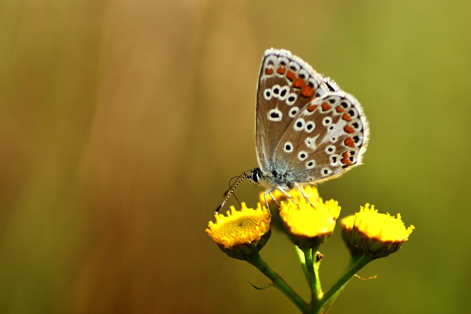 Tamron SP 90mm F2.8 Di VC USD 1:1 Macro sample photo. Butterfly, common blue, insect photography