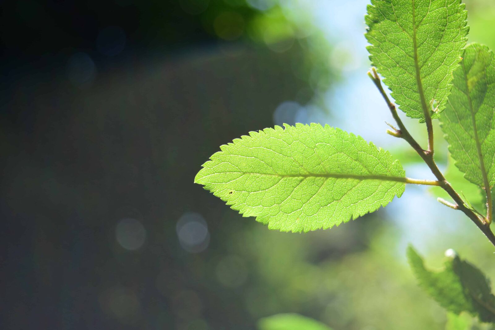 Nikon D3300 sample photo. Leaf, nature, flora, tree photography