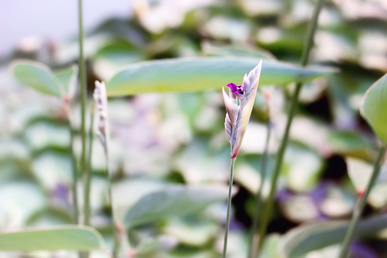 Canon EOS 600D (Rebel EOS T3i / EOS Kiss X5) + Canon EF 50mm F1.8 STM sample photo. Lake, plant, nature photography