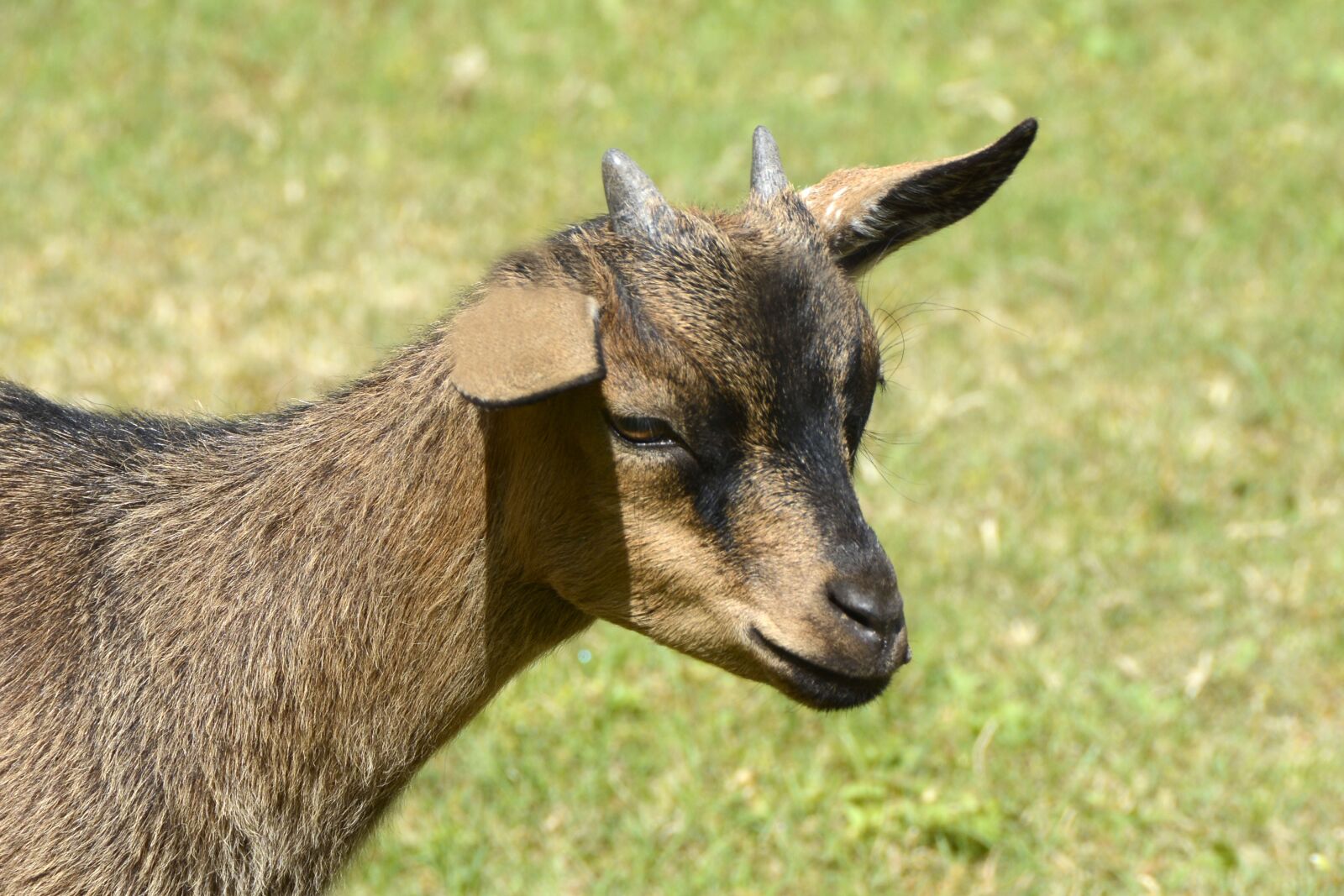 Nikon D7100 sample photo. Goat, kitz, cute photography