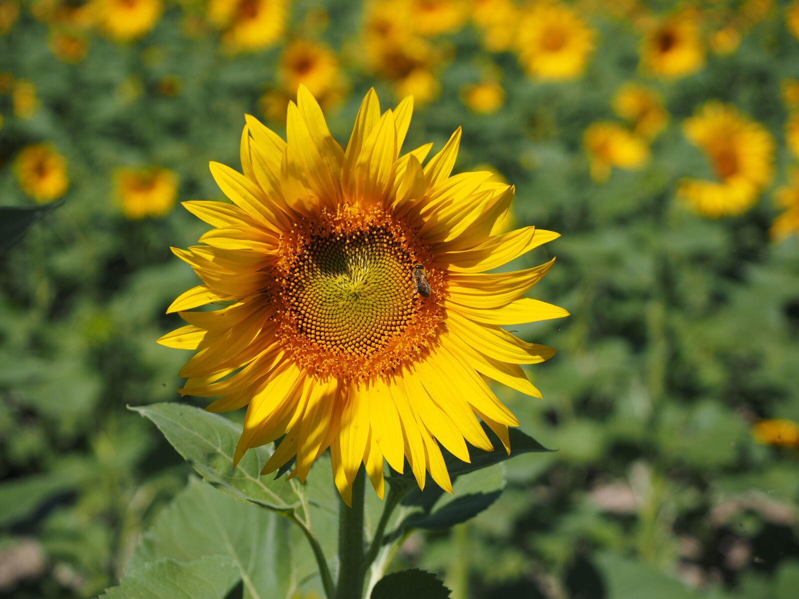 Olympus OM-D E-M1 + Olympus M.Zuiko Digital ED 12-40mm F2.8 Pro sample photo. Sunflower, inflorescence, flower basket photography