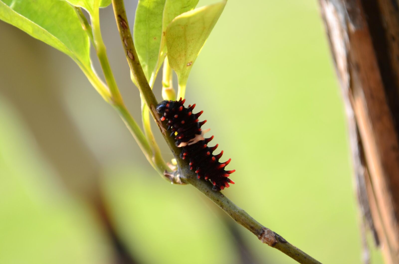 Nikon D5100 sample photo. Insect, caterpillar, leaf, animal photography