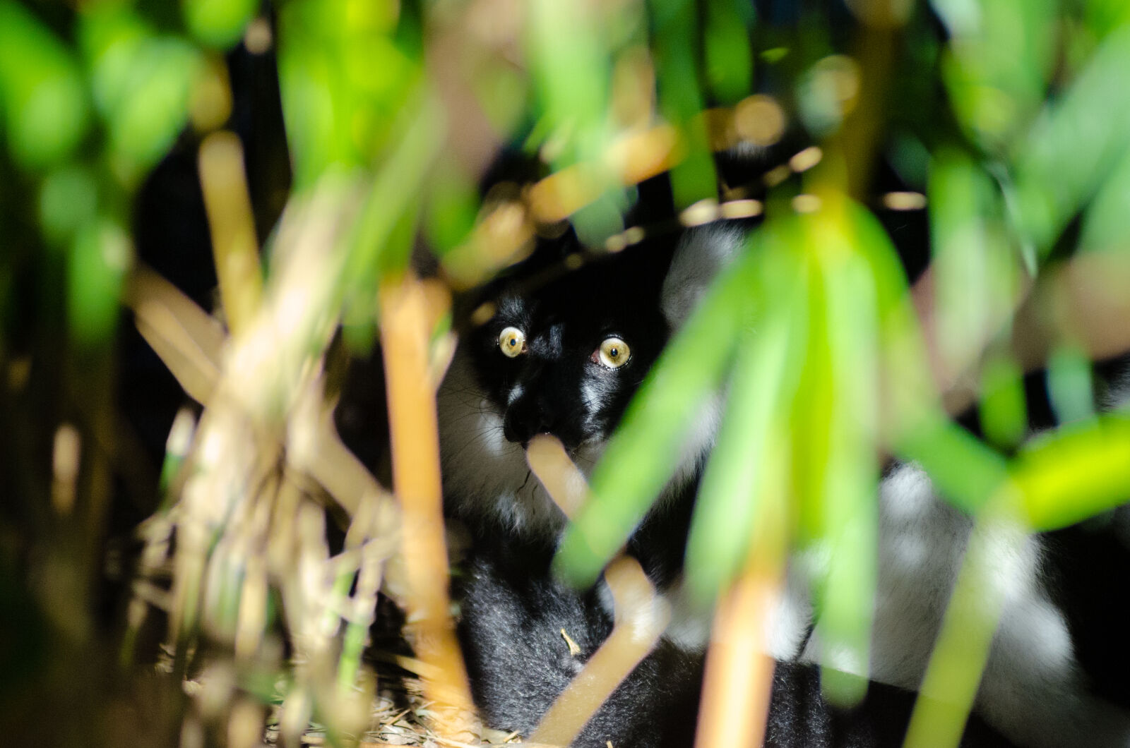 AF Zoom-Nikkor 80-200mm f/2.8 ED sample photo