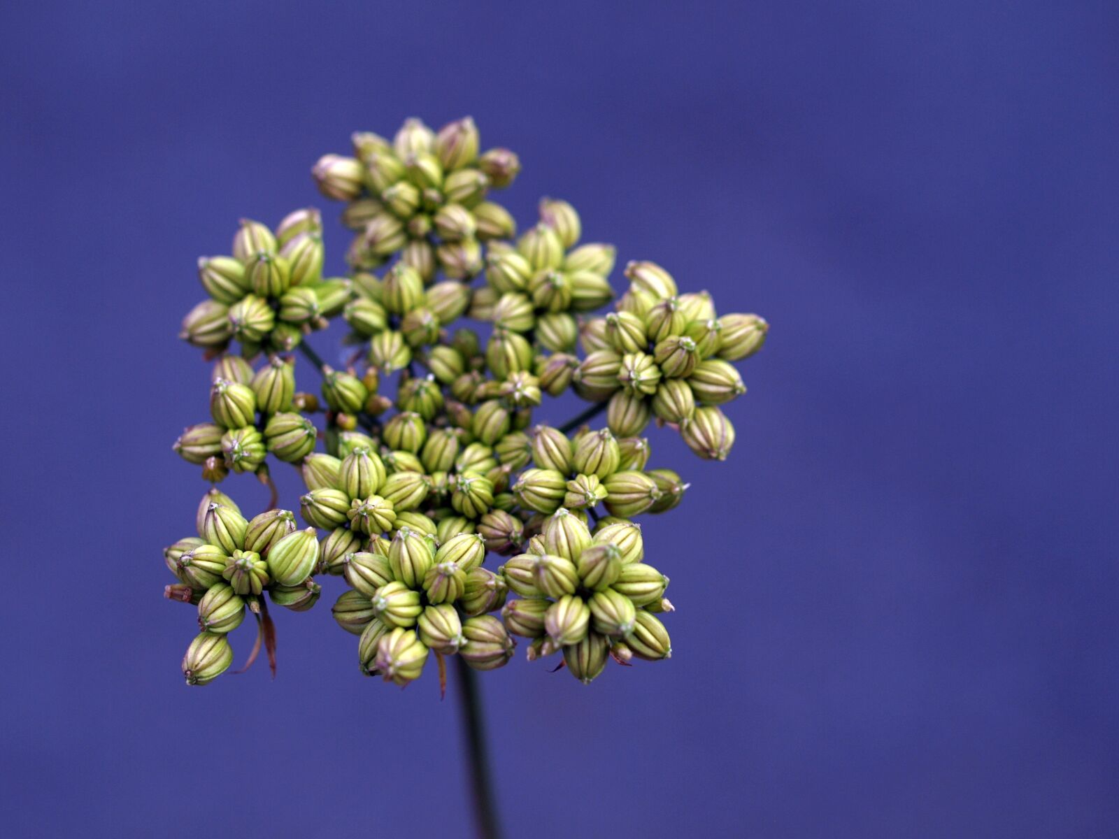 Olympus E-520 (EVOLT E-520) sample photo. Flower, flora, nature photography