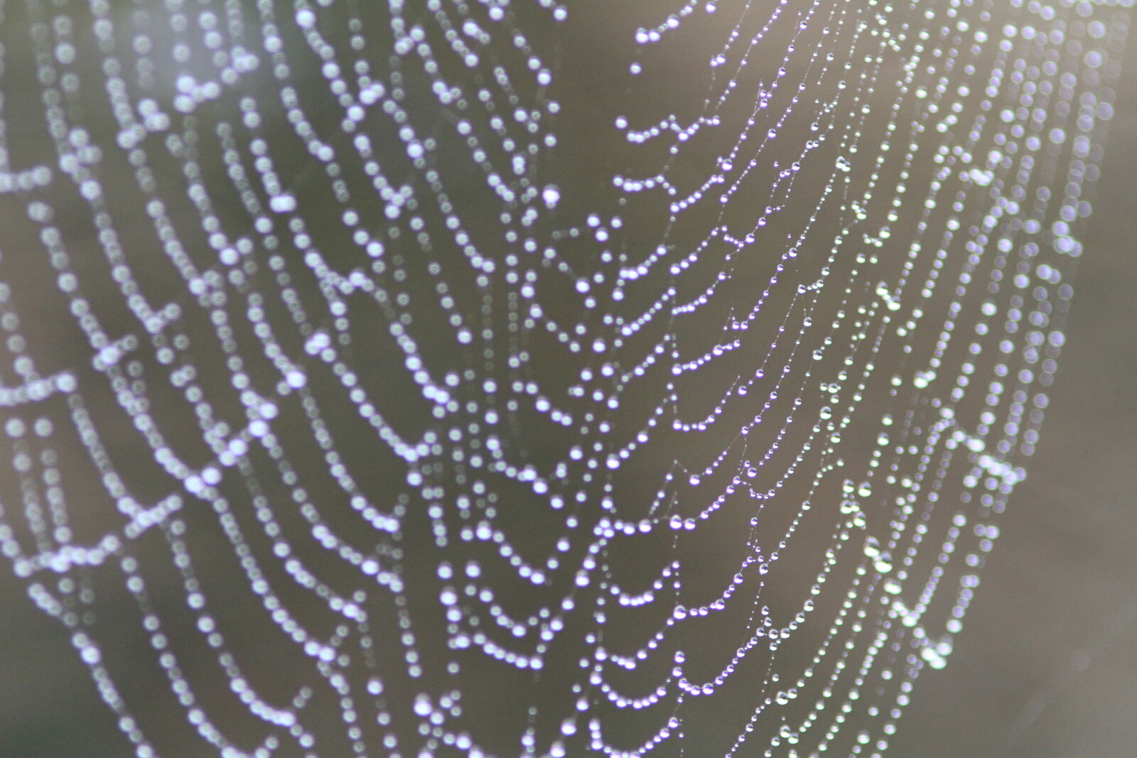 Canon EOS 7D sample photo. Close, up, cobweb, dew photography