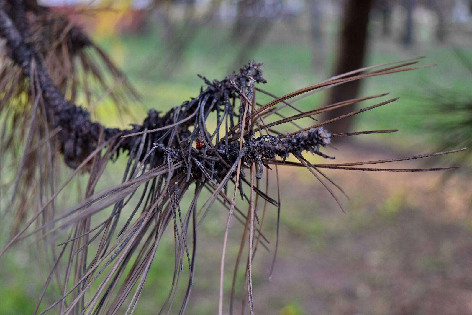 Nikon D5500 sample photo. Branch, dry season, spruce photography