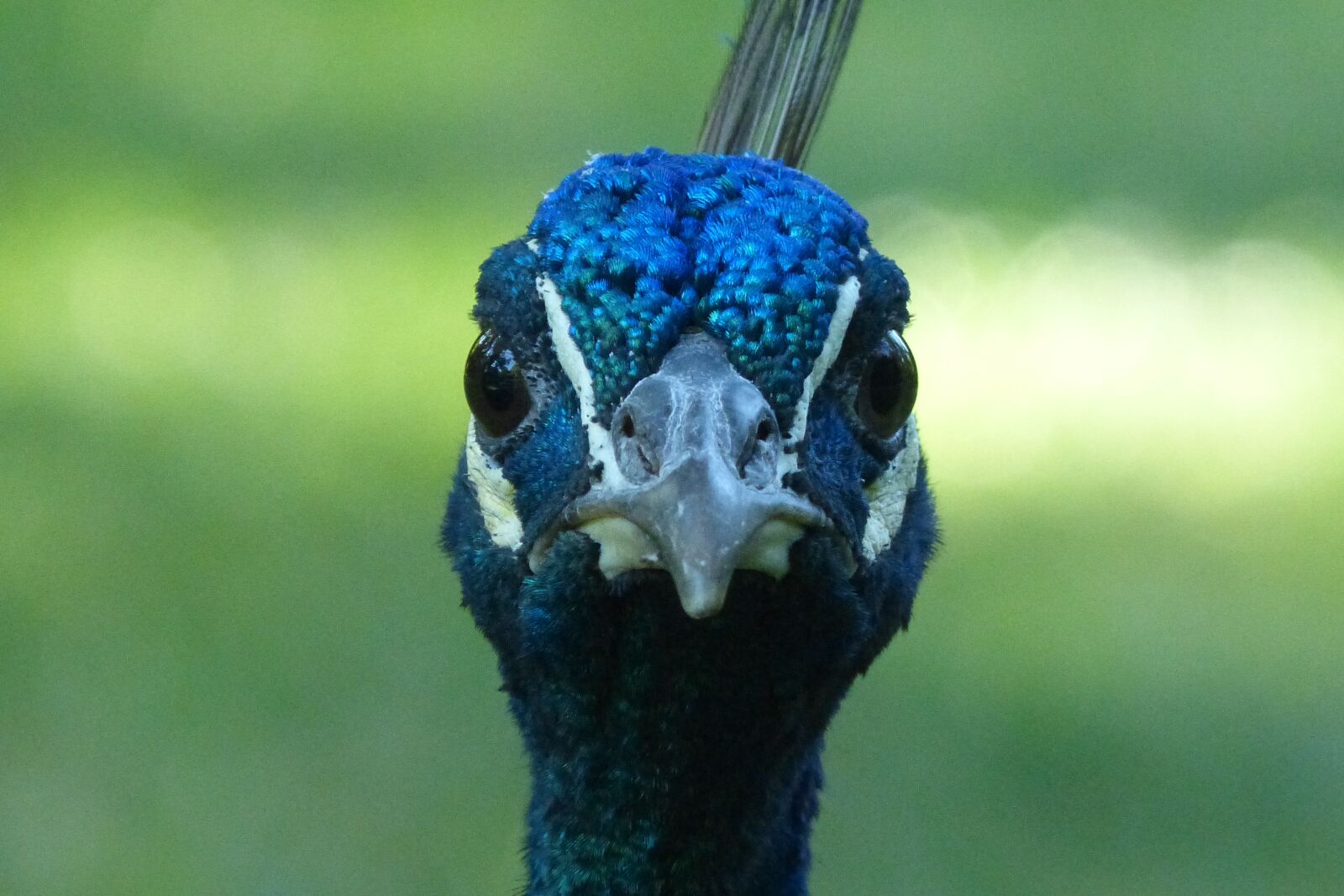 Panasonic DMC-FZ62 sample photo. Peacock, nice, is watching photography