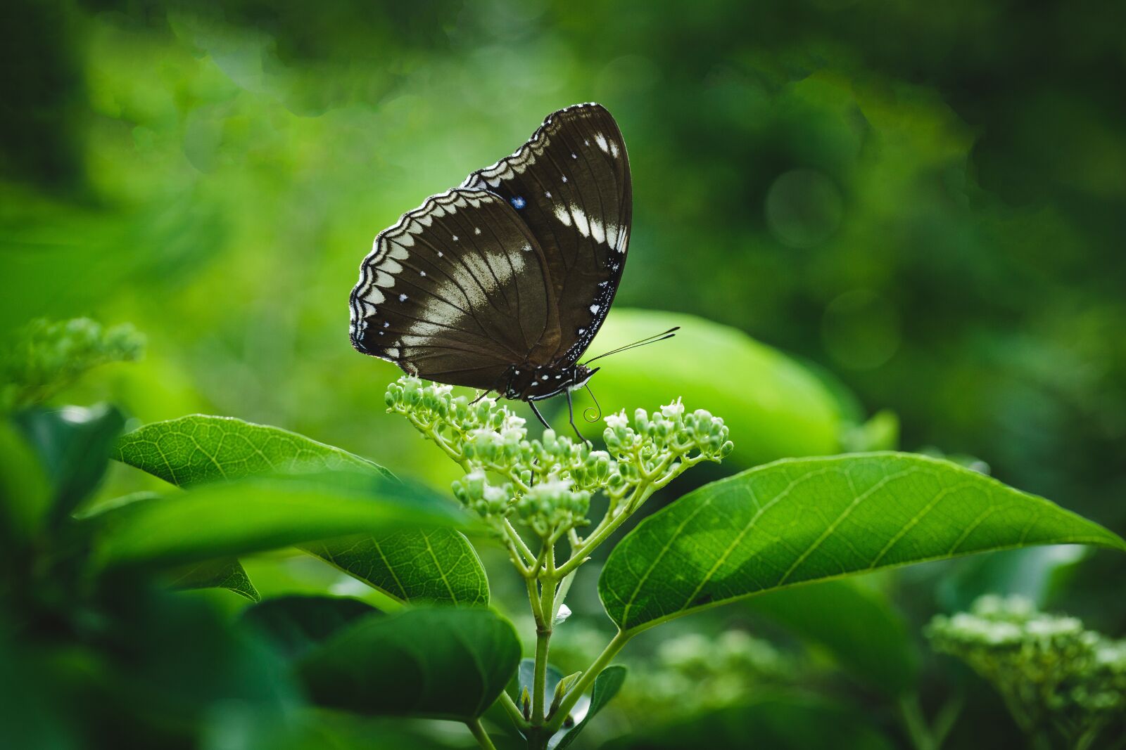Canon EF 100mm F2.8L Macro IS USM sample photo. Butterfly, green, the garden photography