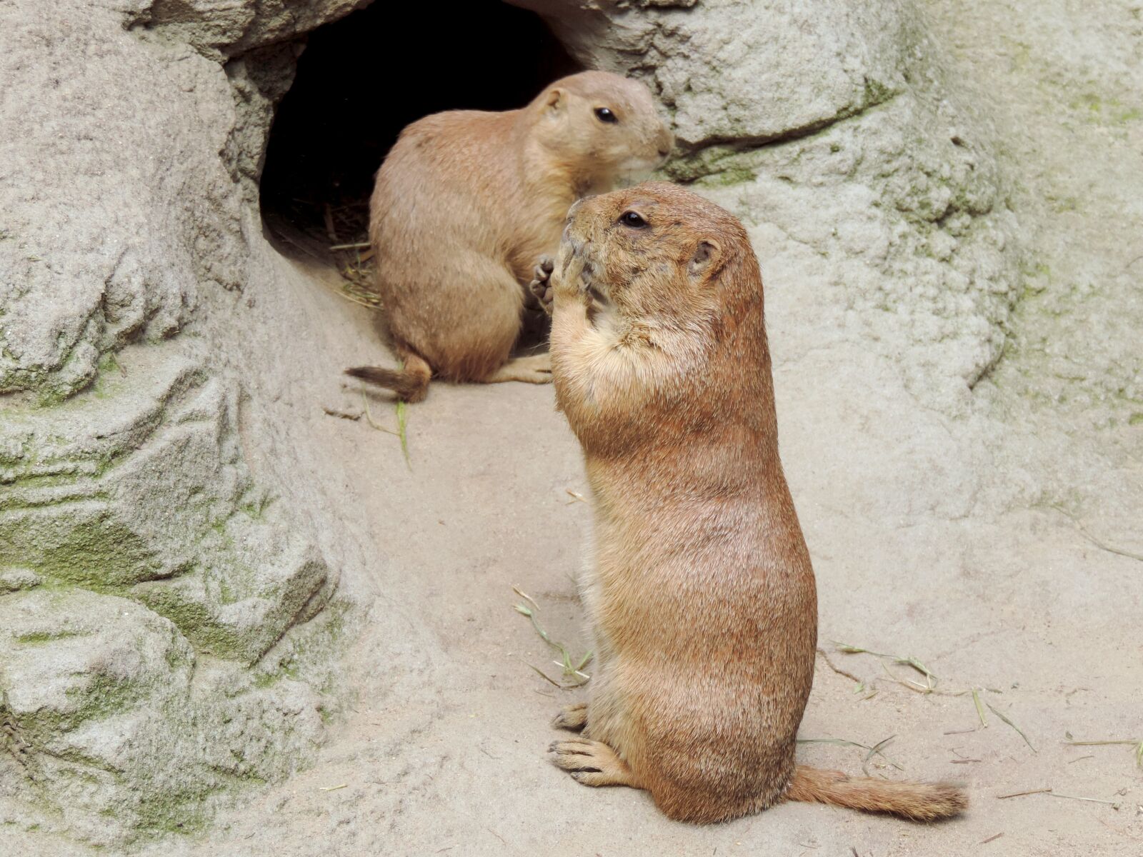 Nikon Coolpix P520 sample photo. Marmot, rodent, gophers photography