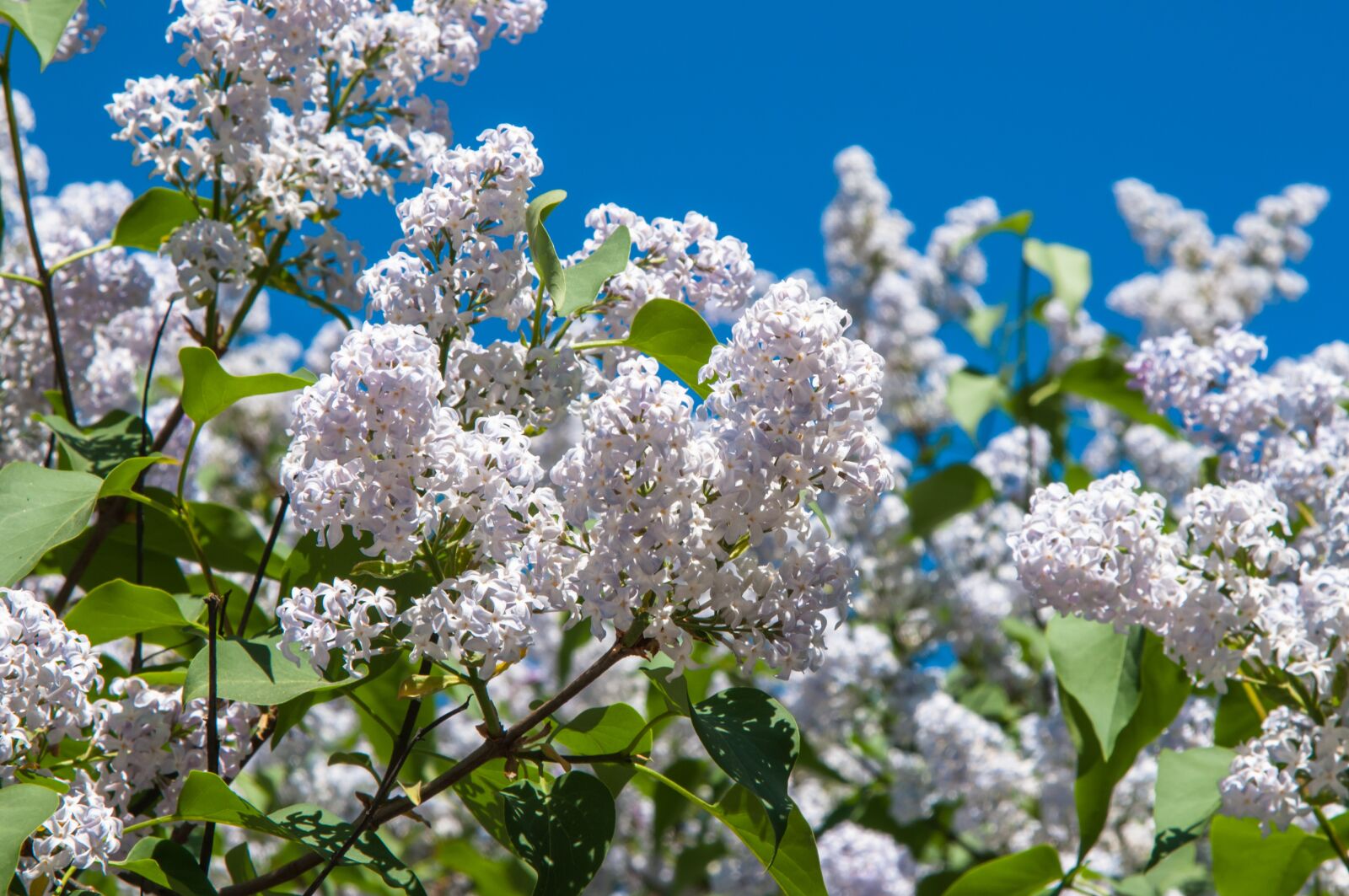 Nikon D300S sample photo. Flowers, lilac, lilac flowers photography