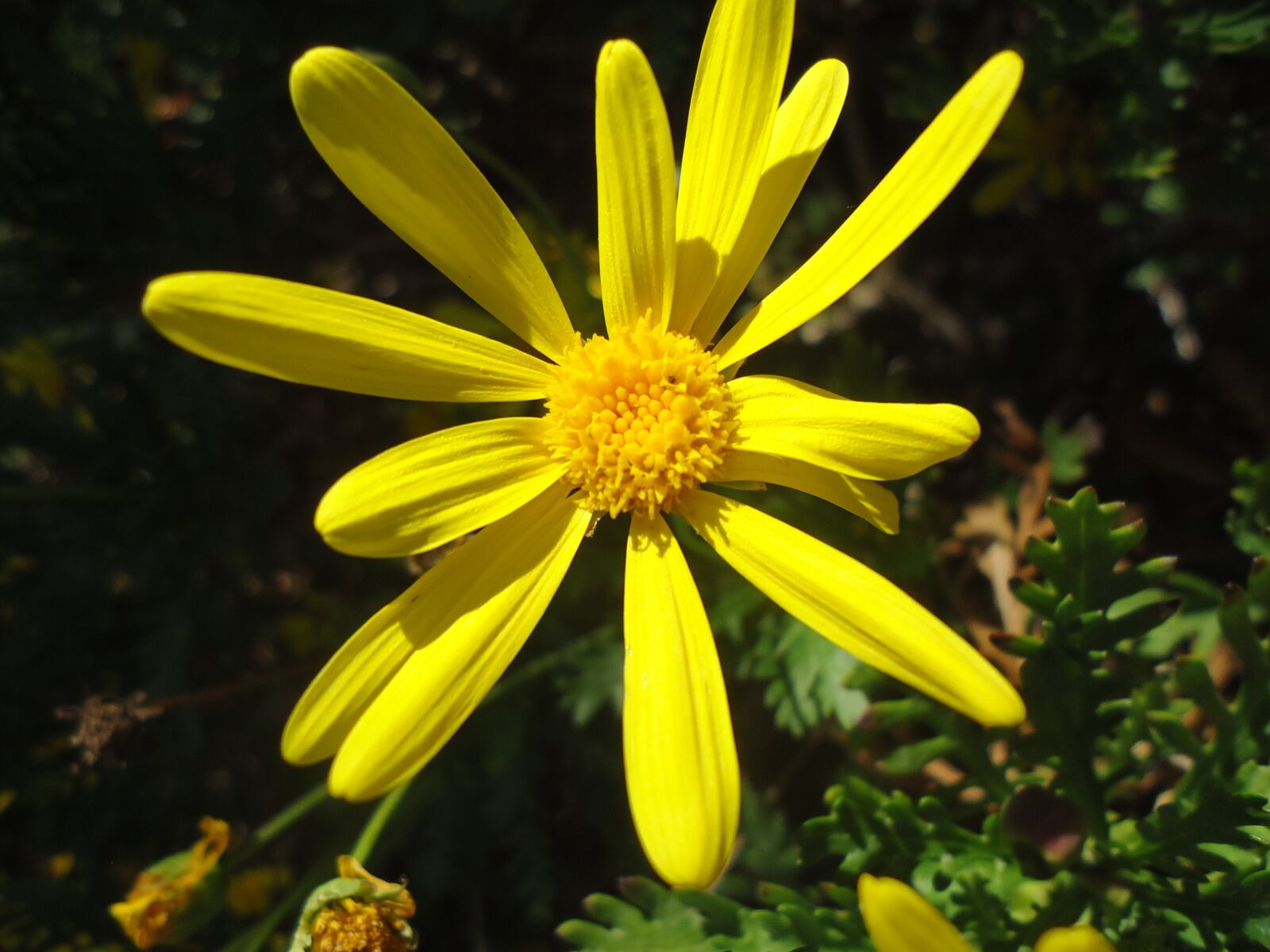 Sony DSC-W550 sample photo. Flower, yellow, flowering photography