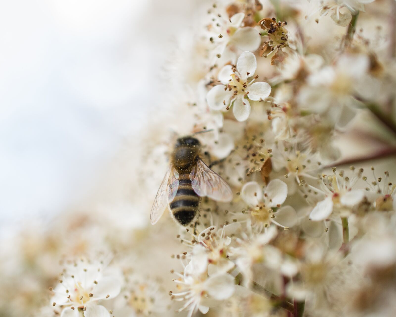 Nikon D5600 sample photo. Bee, flower, forage photography