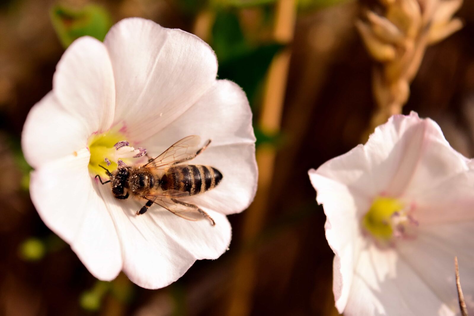 Nikon D3300 sample photo. Pollen, macro, nature, flower photography