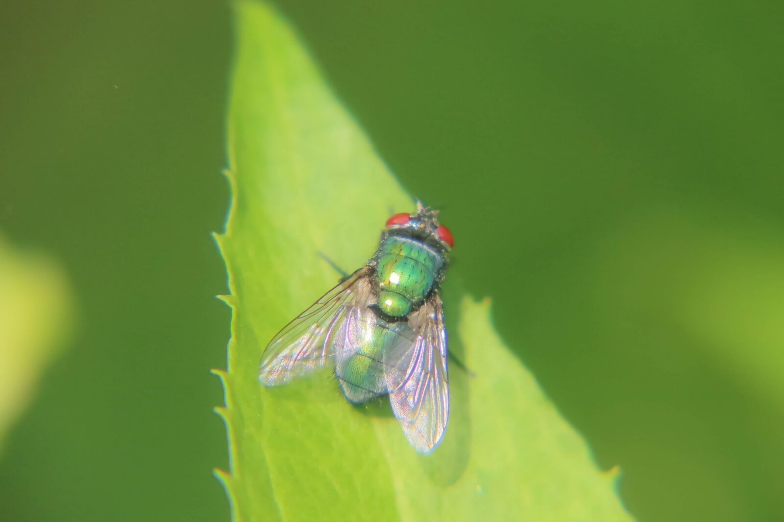 Canon EF-S 18-200mm F3.5-5.6 IS sample photo. Insect, fly, macro photography