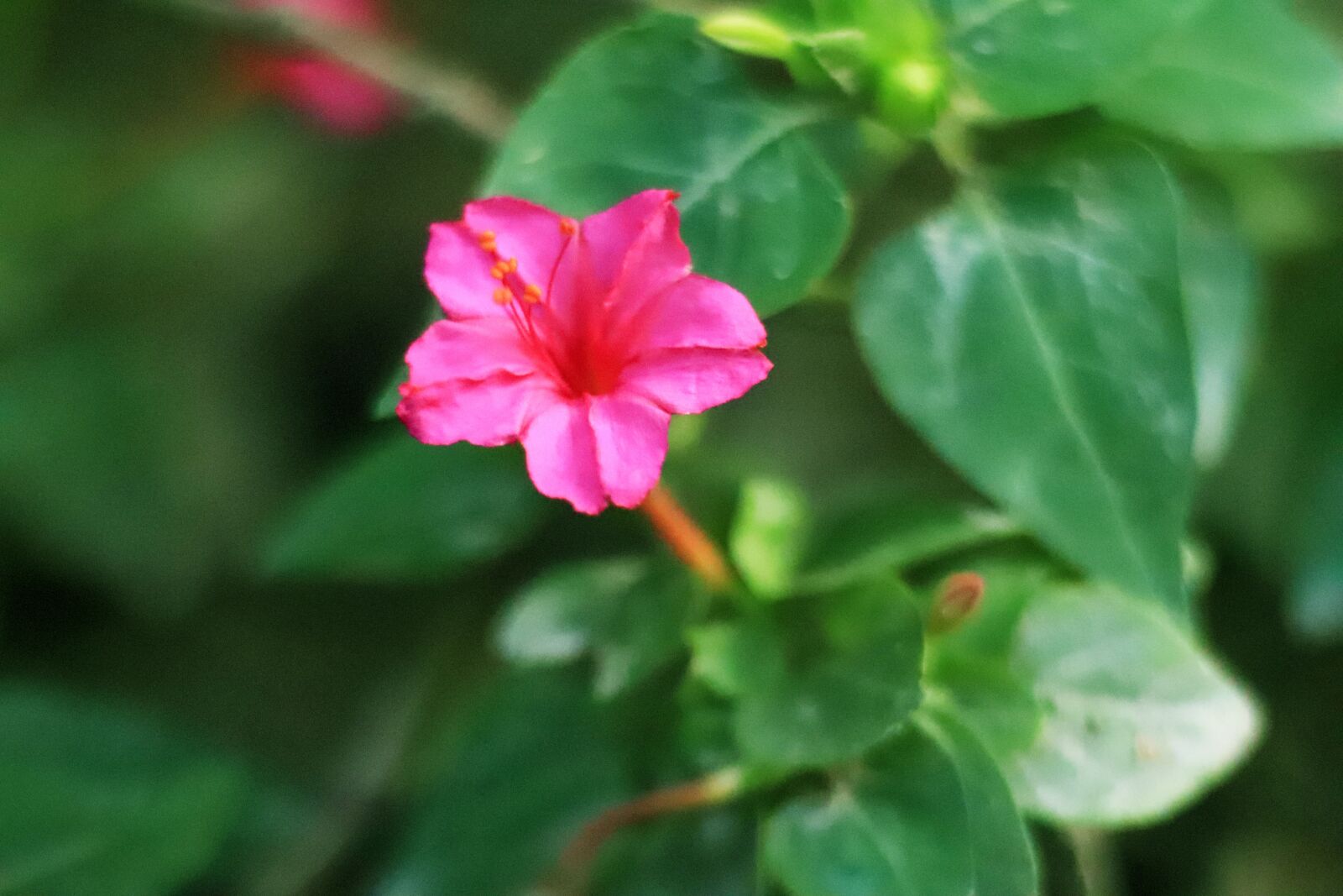 Canon EOS 800D (EOS Rebel T7i / EOS Kiss X9i) + Canon EF 50mm F1.8 STM sample photo. Flower, red flower, rose photography