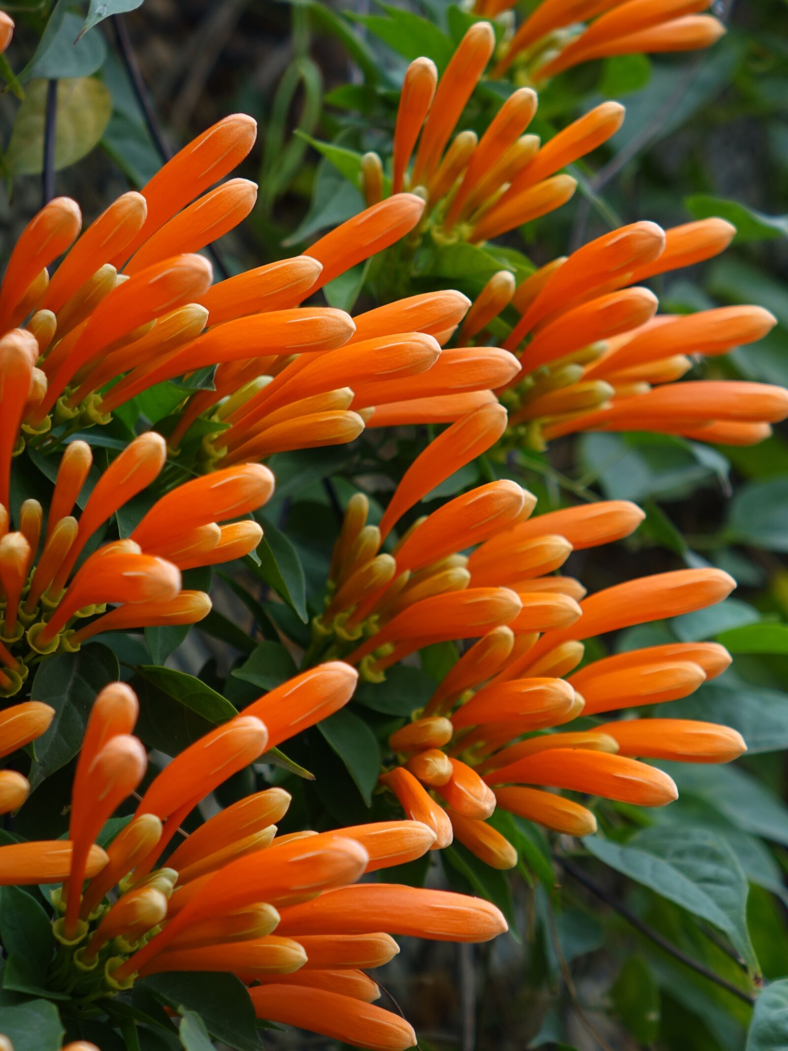 Sony Cyber-shot DSC-RX10 sample photo. Firecracker flower, flame vine photography