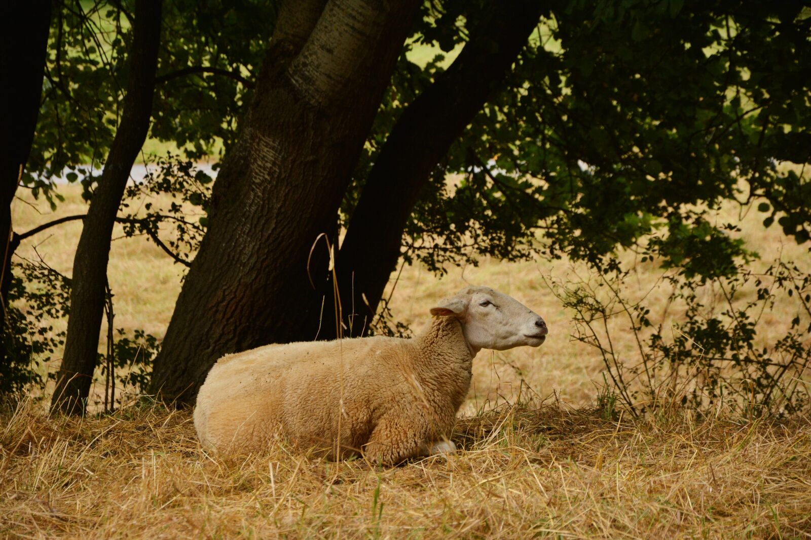 Nikon D5200 sample photo. Sheep, pasture, livestock photography