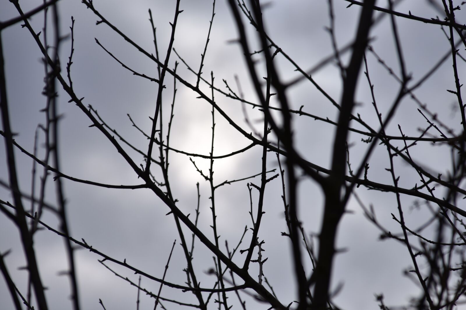 Nikon D3400 sample photo. Plant, nature, winter photography