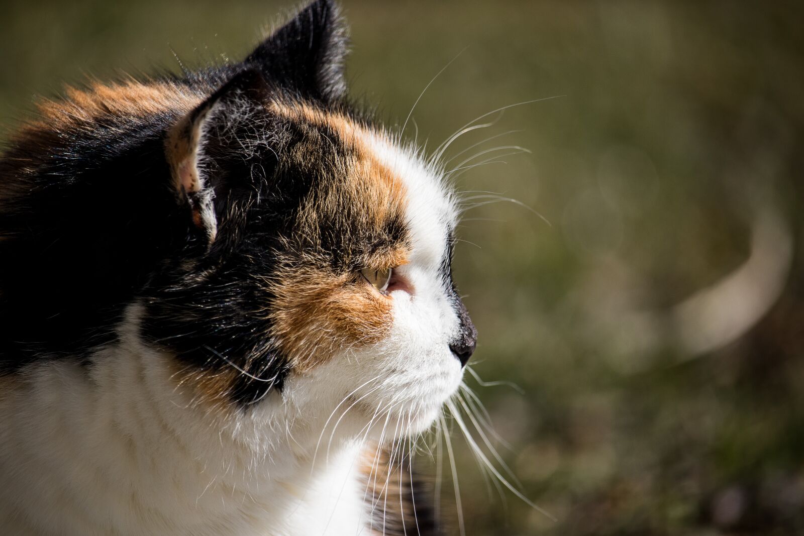 Canon EF-S 55-250mm F4-5.6 IS STM sample photo. Cat, mammal, animal photography