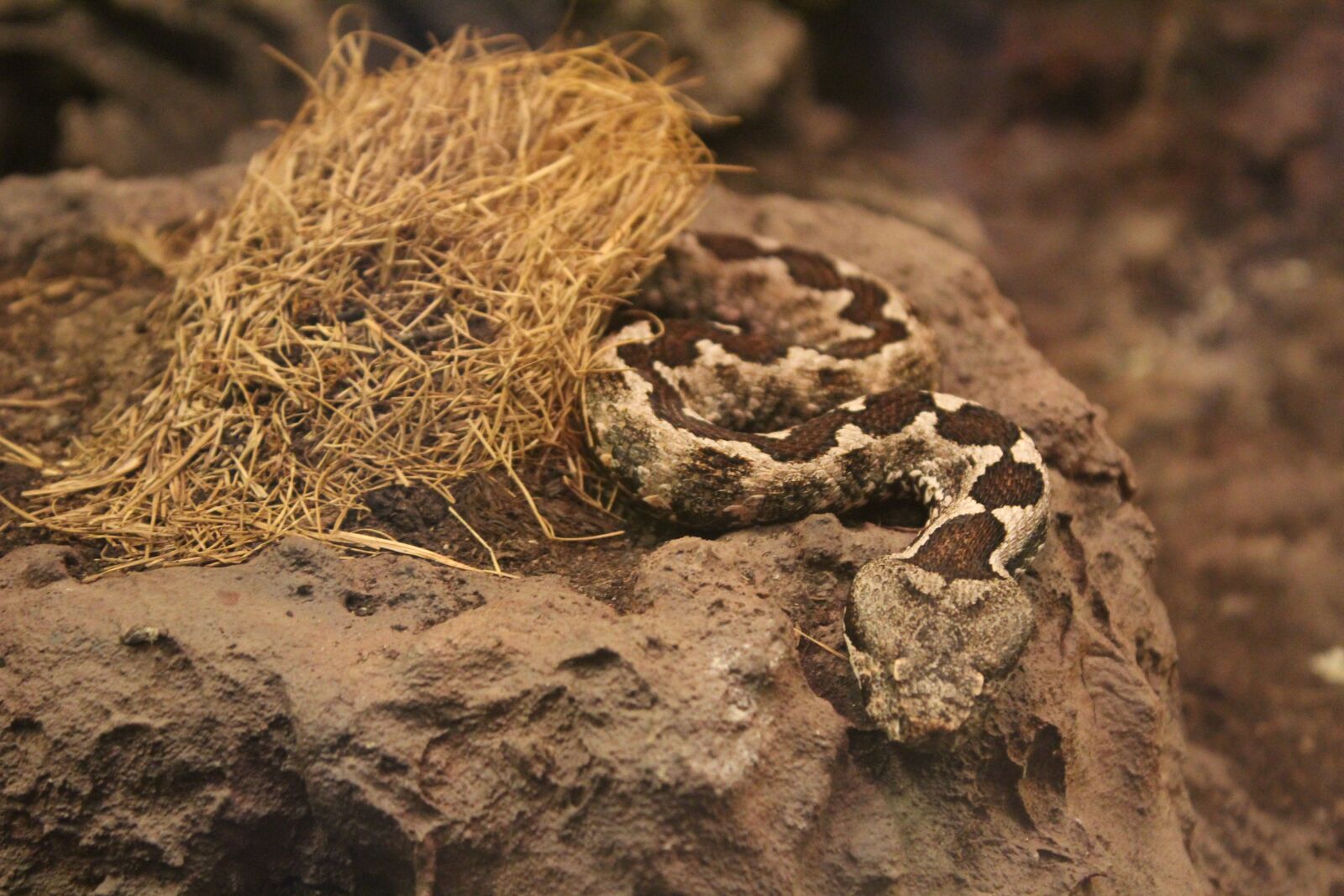 Canon EOS 1200D (EOS Rebel T5 / EOS Kiss X70 / EOS Hi) sample photo. Poisonous snake, snake, reptile photography