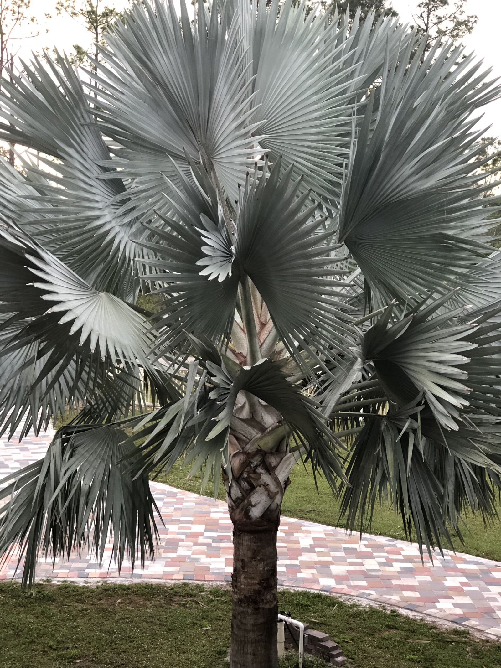 Apple iPhone 8 Plus sample photo. Silver palm, palm, tree photography