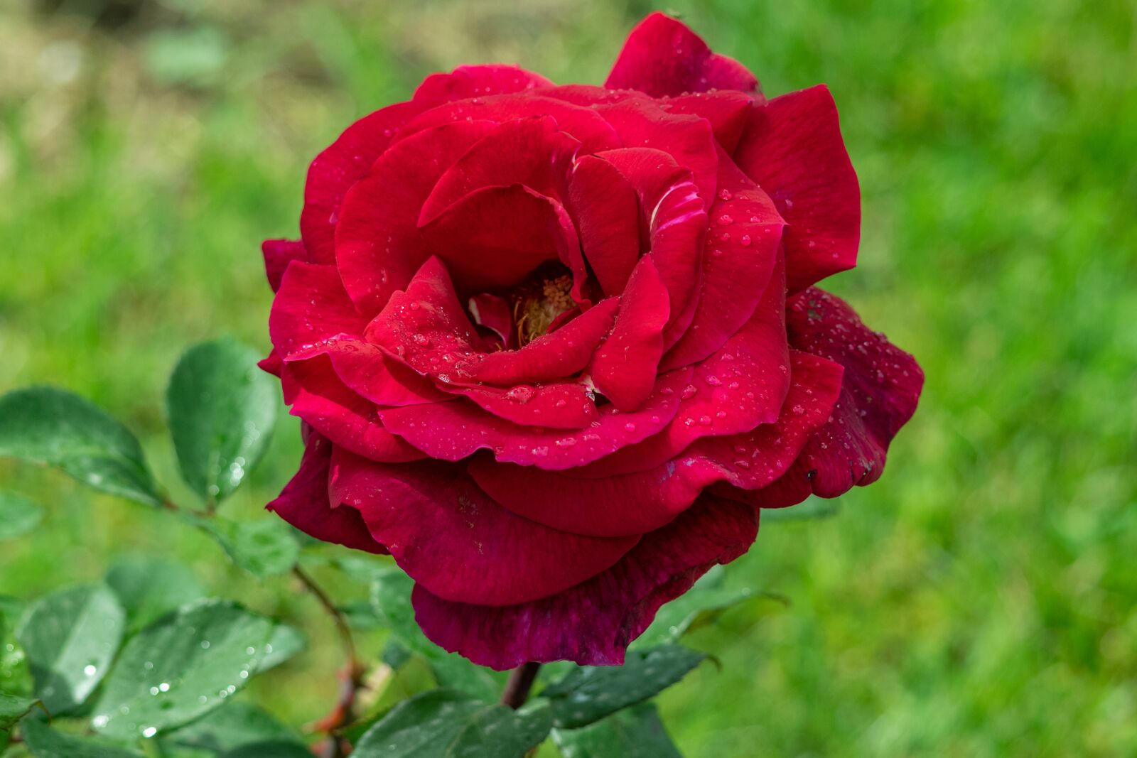 Nikon D3300 sample photo. Rose, raindrop, blooms at photography