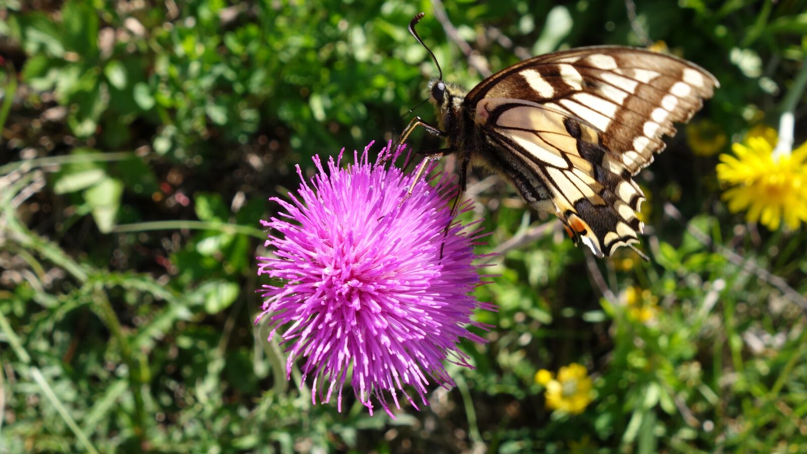 Sony Cyber-shot DSC-RX100 II sample photo. Butterfly, flowers, nature photography