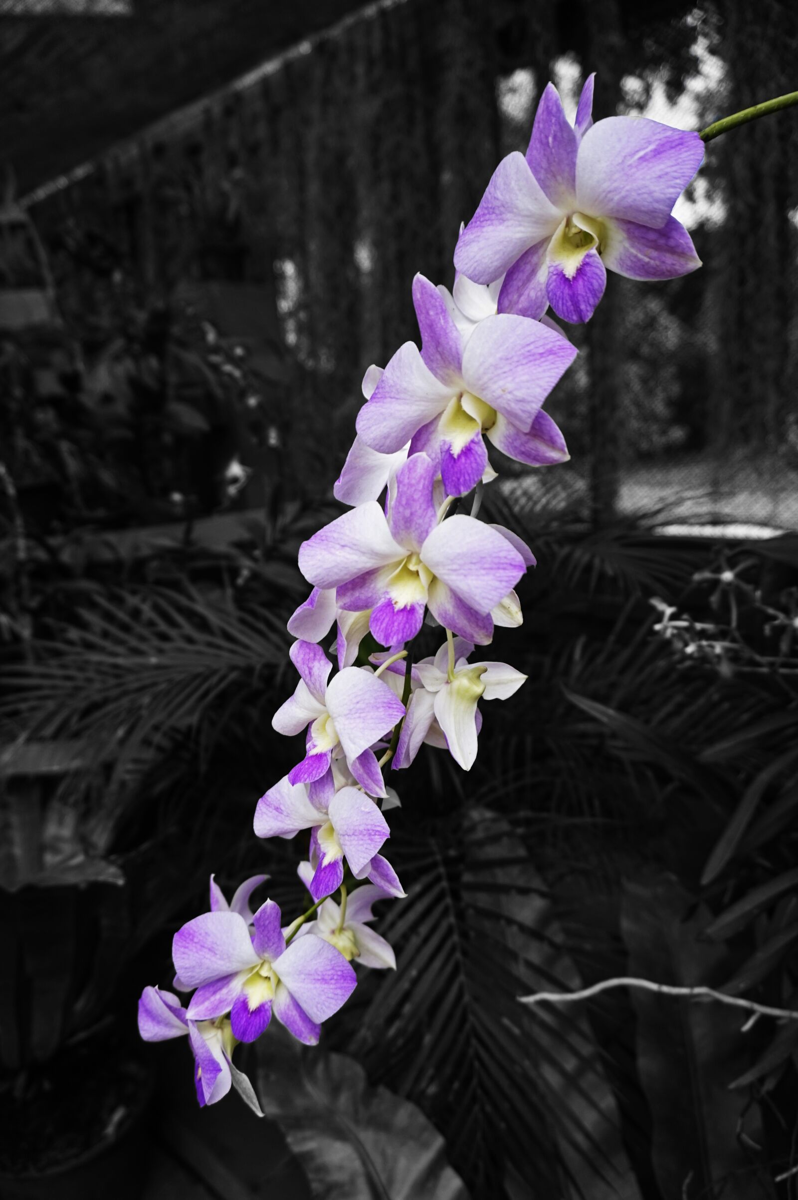 Sony Alpha a5000 (ILCE 5000) sample photo. Orchid, garden, flowers photography