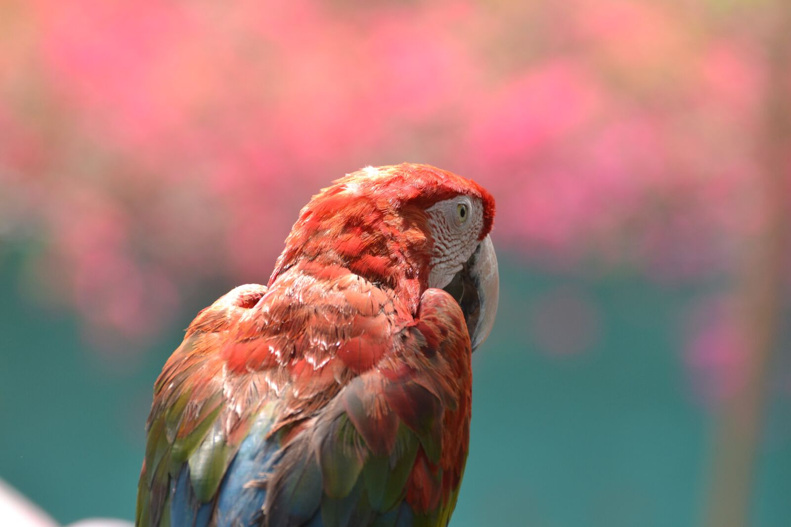 Nikon D3100 sample photo. Bird, macaw, parrot photography