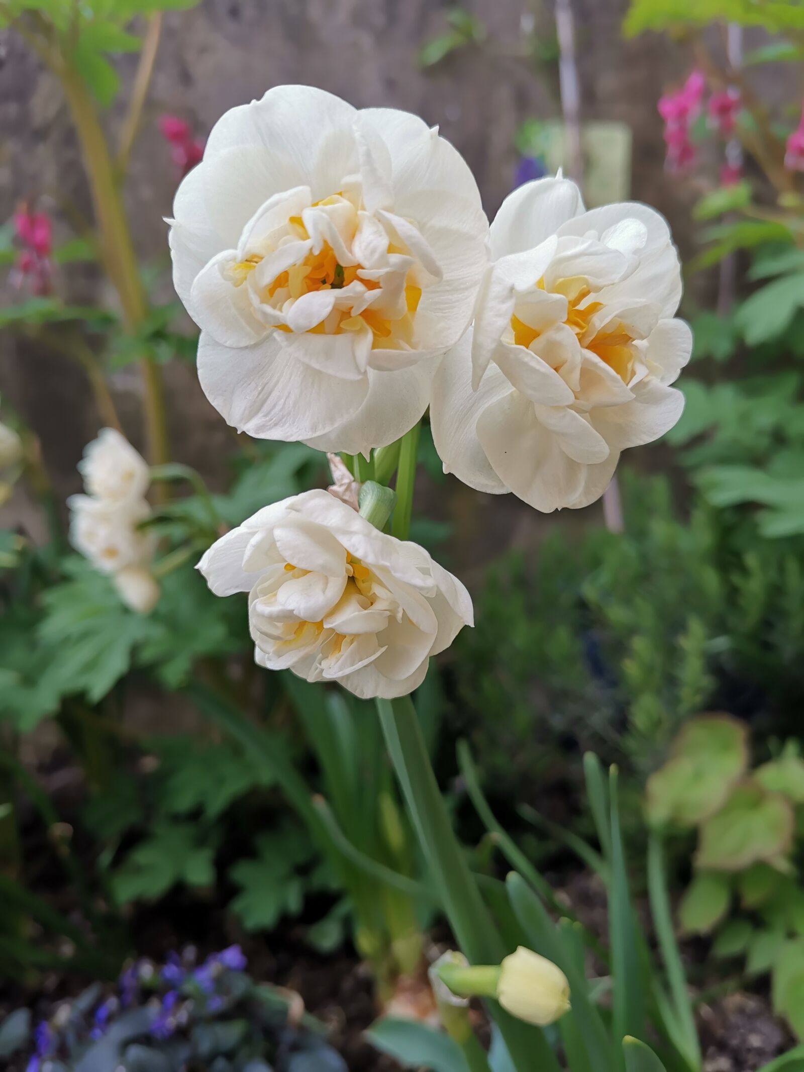 HUAWEI HMA-L29 sample photo. Flowers, spring, daffodil photography
