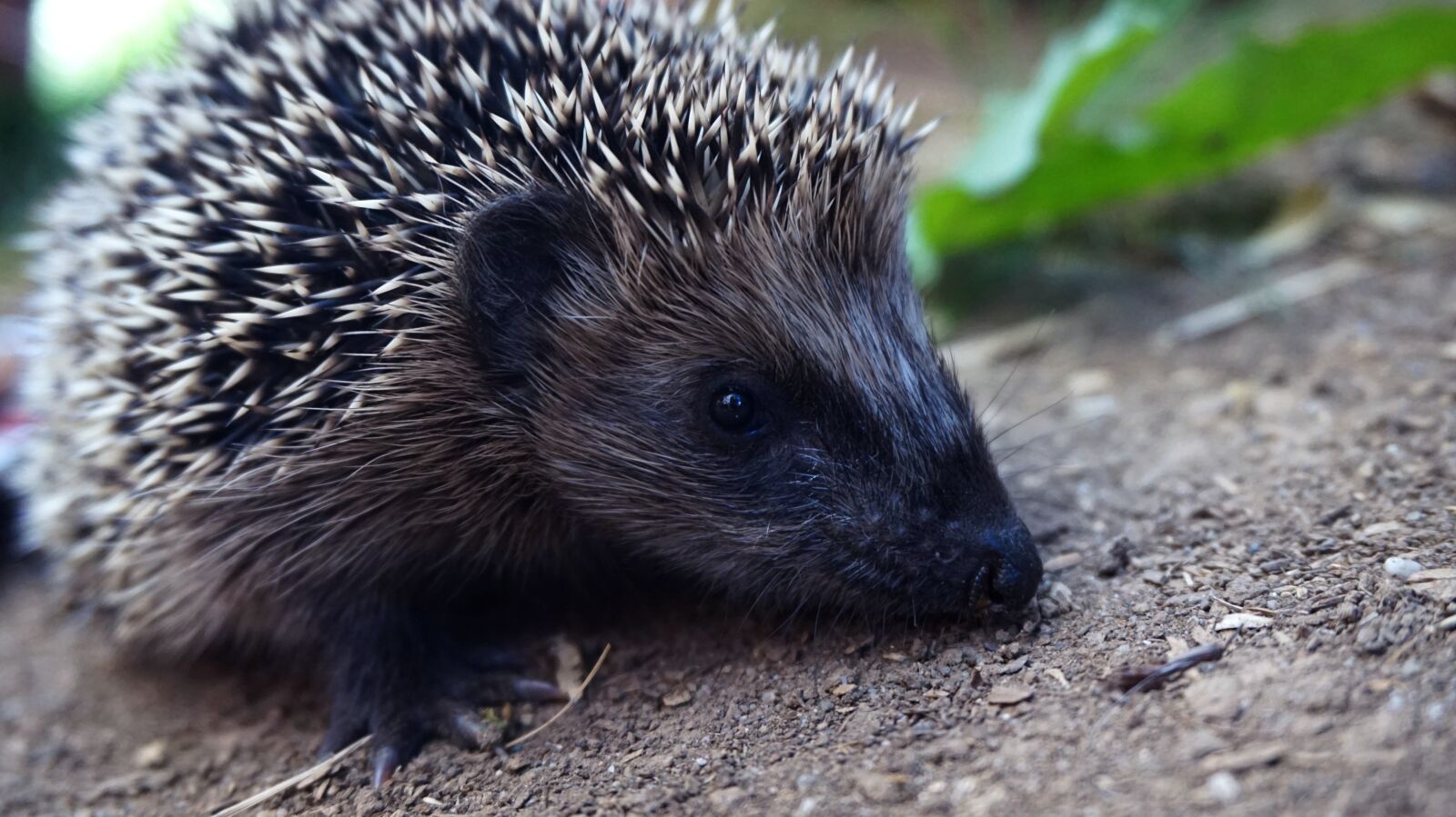 Sony Alpha a5000 (ILCE 5000) sample photo. Hedgehog, animal world, nature photography