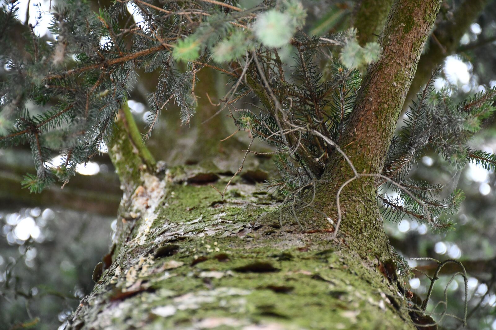 Nikon D7500 sample photo. Tree, green, the bark photography