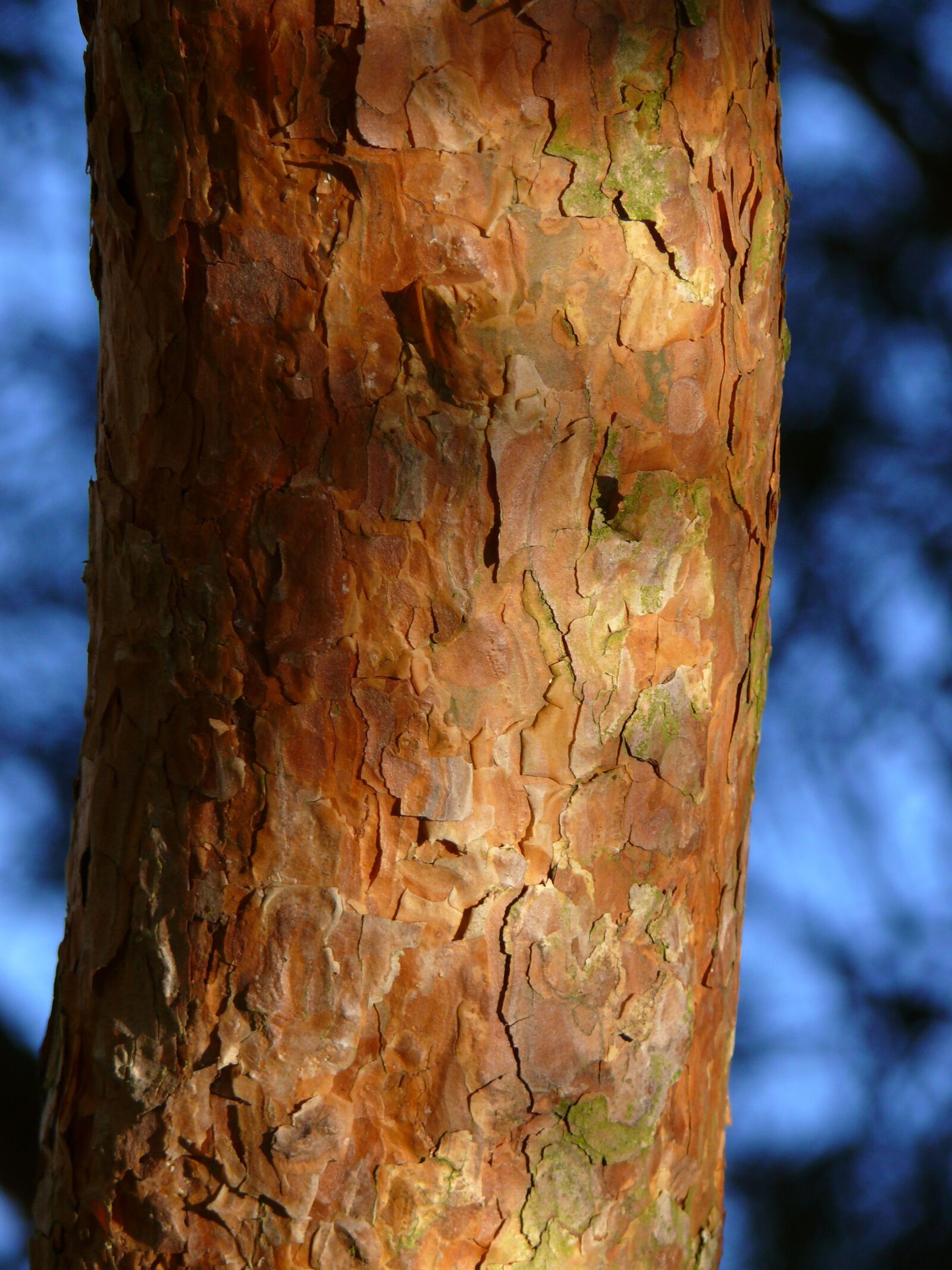 Panasonic DMC-FZ50 sample photo. Log, bark, twilight photography