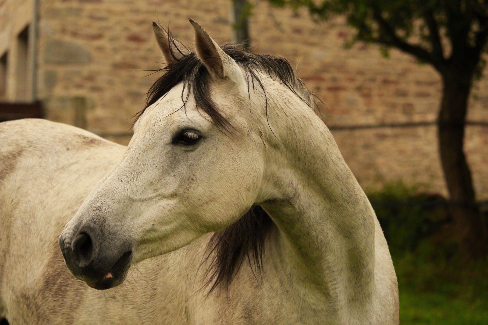 Canon EF-S 55-250mm F4-5.6 IS STM sample photo. Horse, horses, arabian horse photography