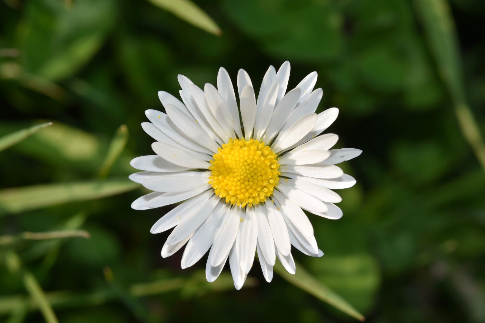 Nikon D5600 sample photo. Flower, daisy flower, white photography