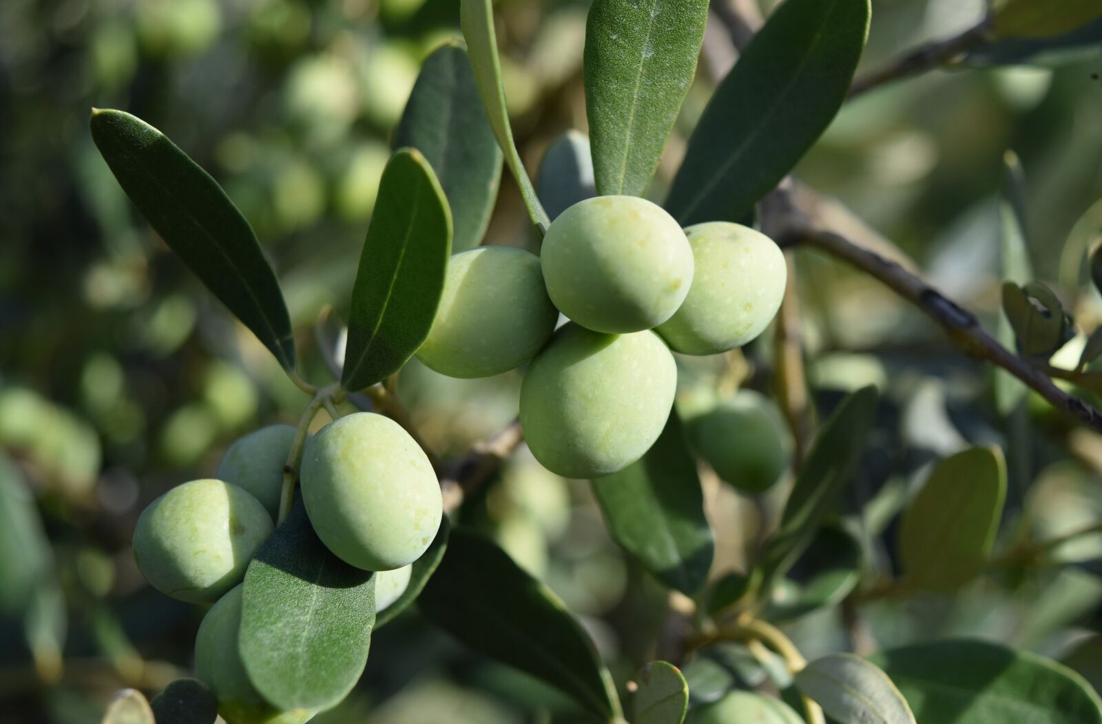 Nikon D5500 sample photo. Olivo, olive trees, olives photography