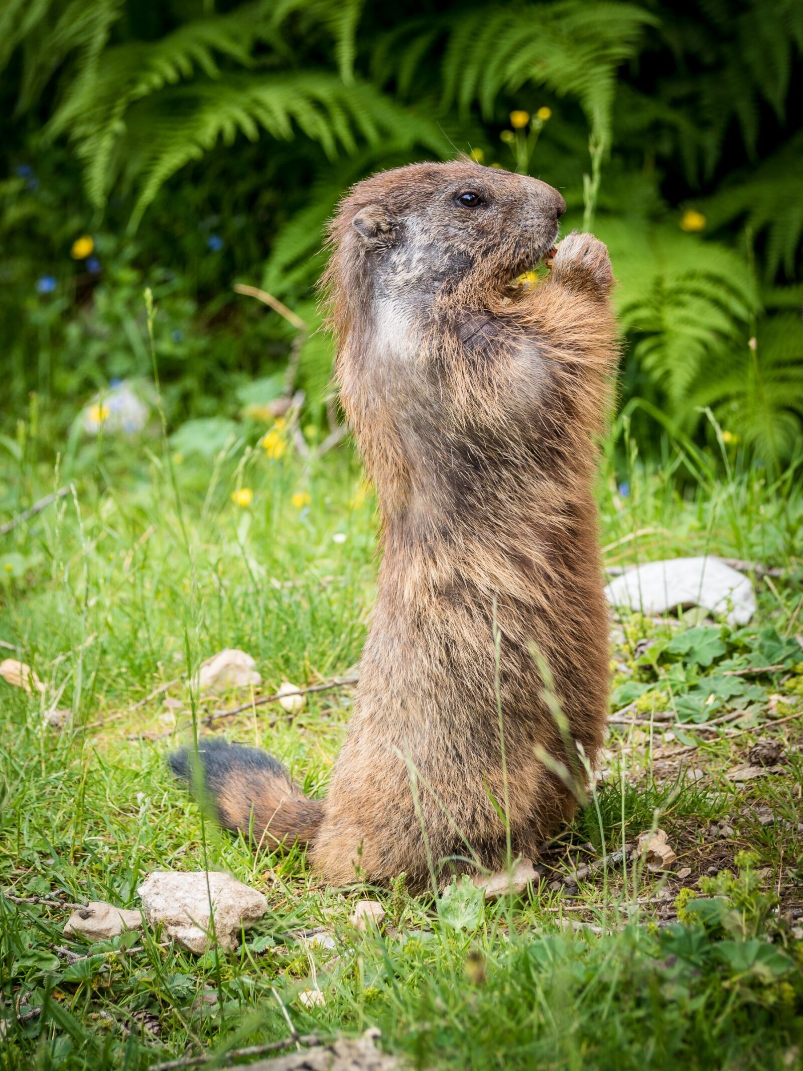 Olympus PEN E-PL7 sample photo. Marmots, nature, rodent photography