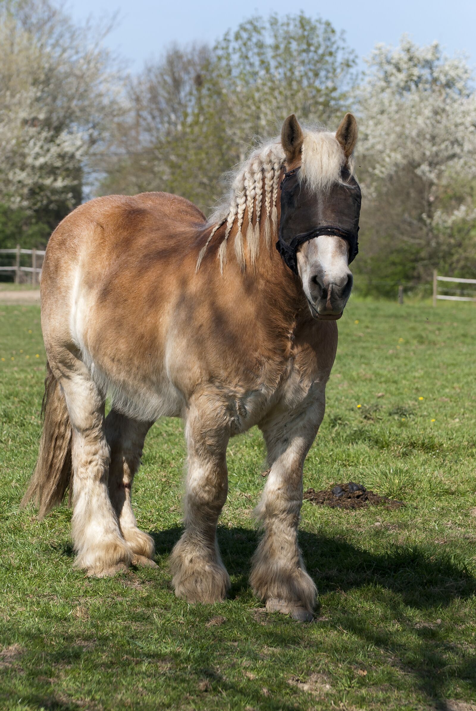 Nikon D80 sample photo. Farm horse, draft horse photography