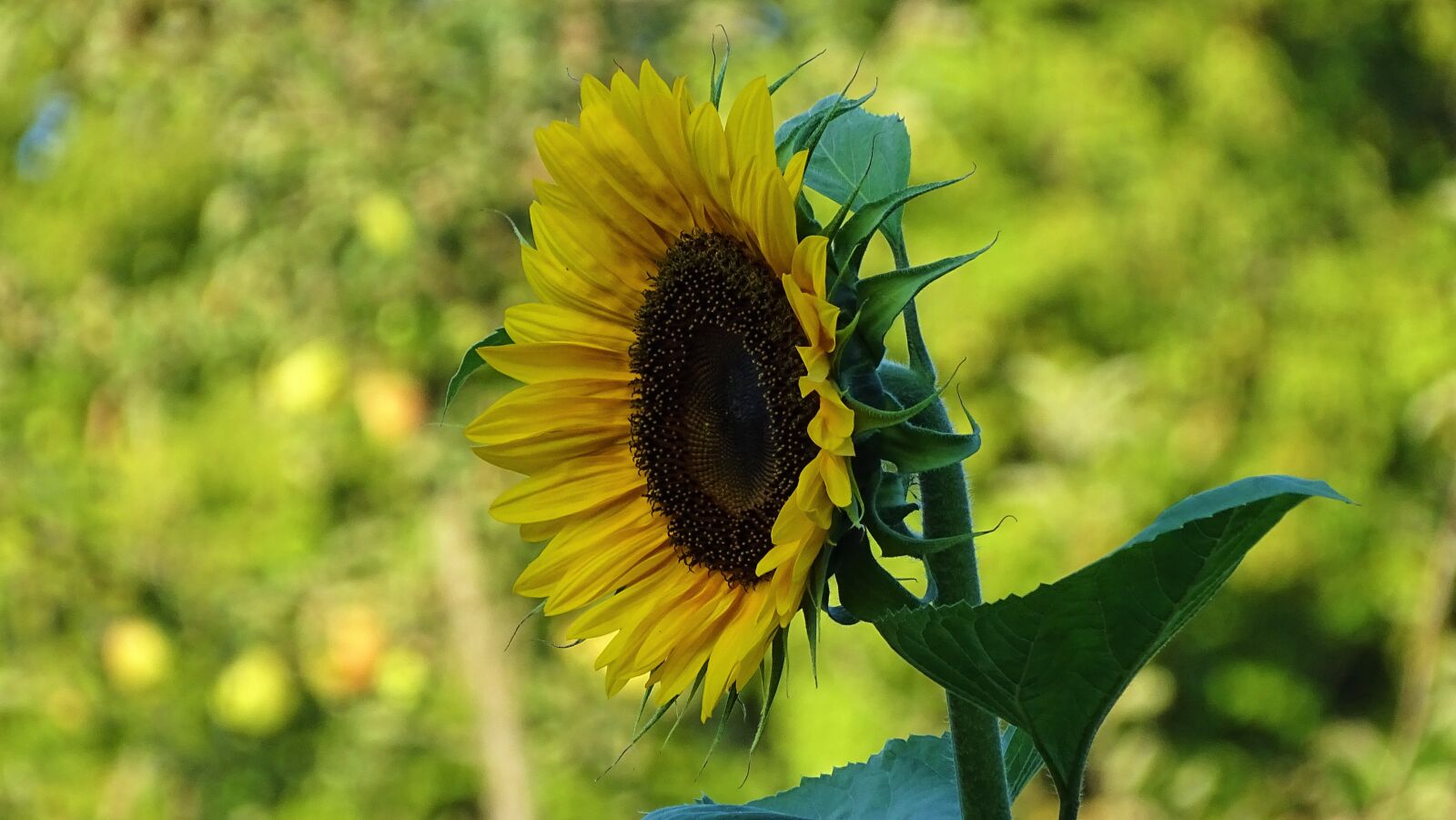 Sony Cyber-shot DSC-HX400V sample photo. Yellow, flower, blossom photography