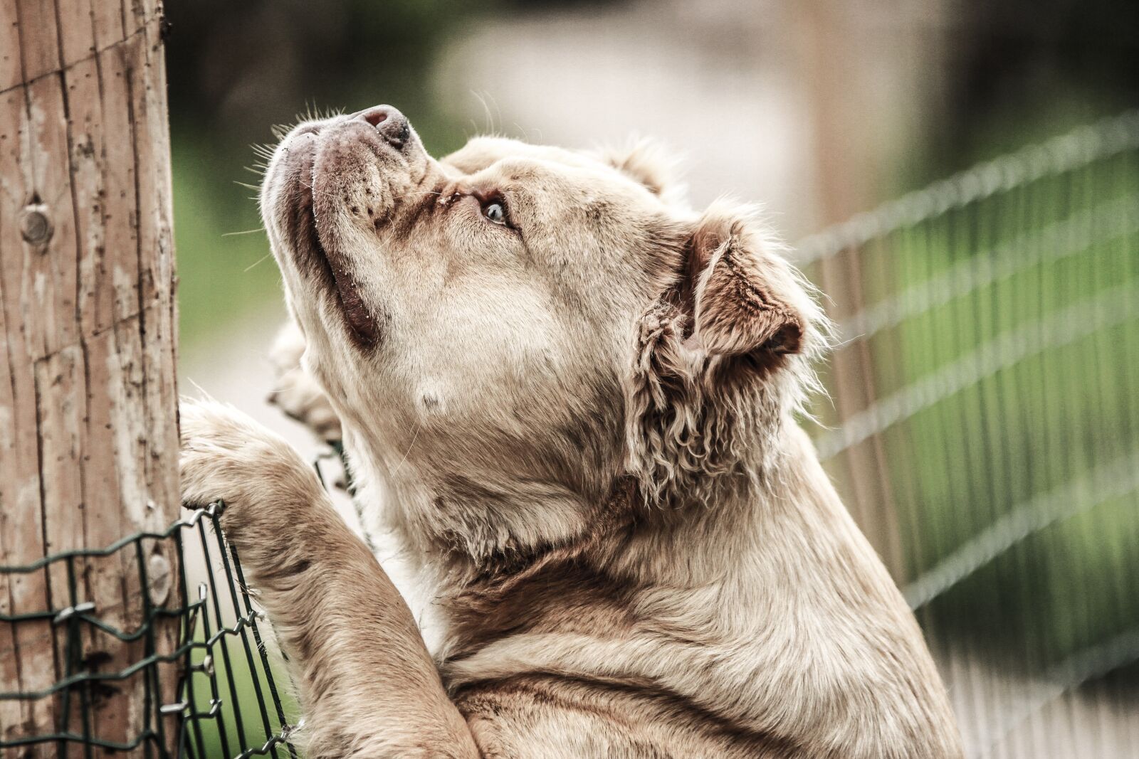 Canon EOS 7D sample photo. Mammut dog, fence, garden photography