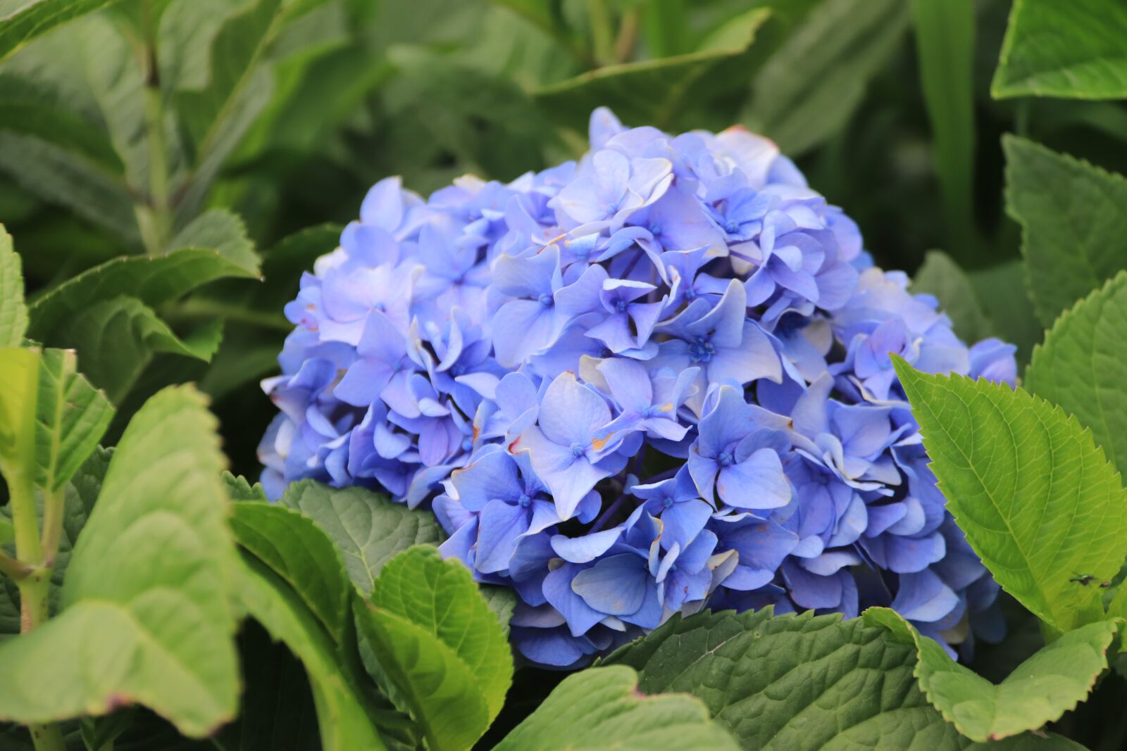 Canon EOS 800D (EOS Rebel T7i / EOS Kiss X9i) sample photo. Hydrangeas, flowers, natural photography