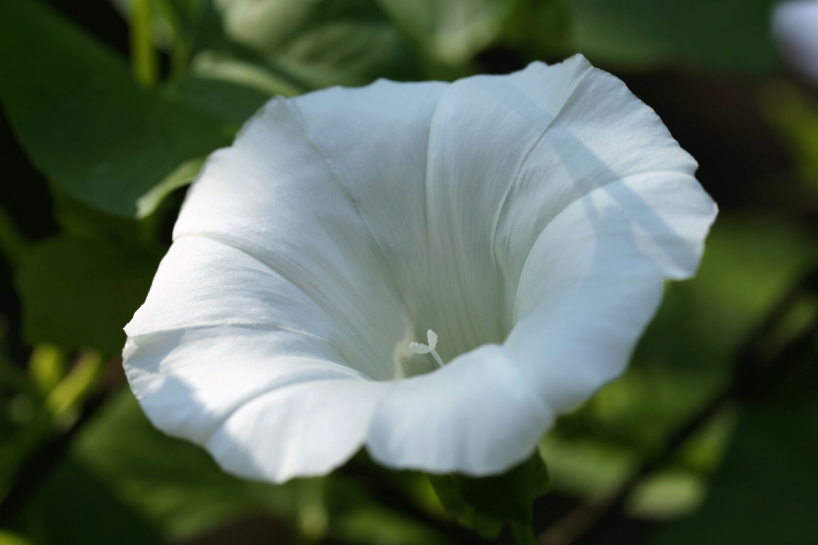 Canon EOS 6D + Canon EF 100mm F2.8 Macro USM sample photo. Hedge bindweed, calystegia sepium photography