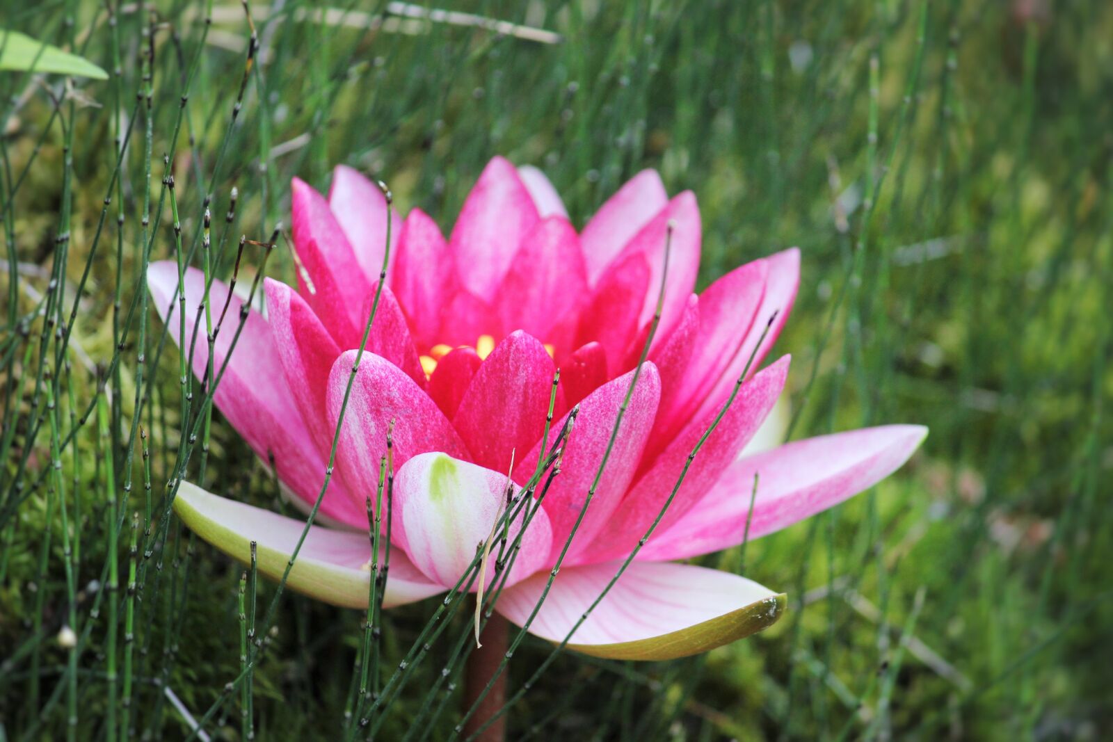 Canon EOS 550D (EOS Rebel T2i / EOS Kiss X4) sample photo. Water lily, close up photography