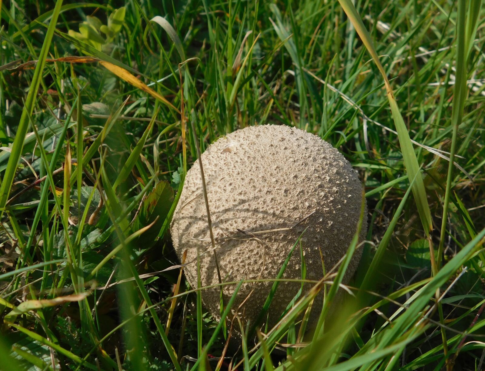 Nikon Coolpix L840 sample photo. Nature, meadow, green photography