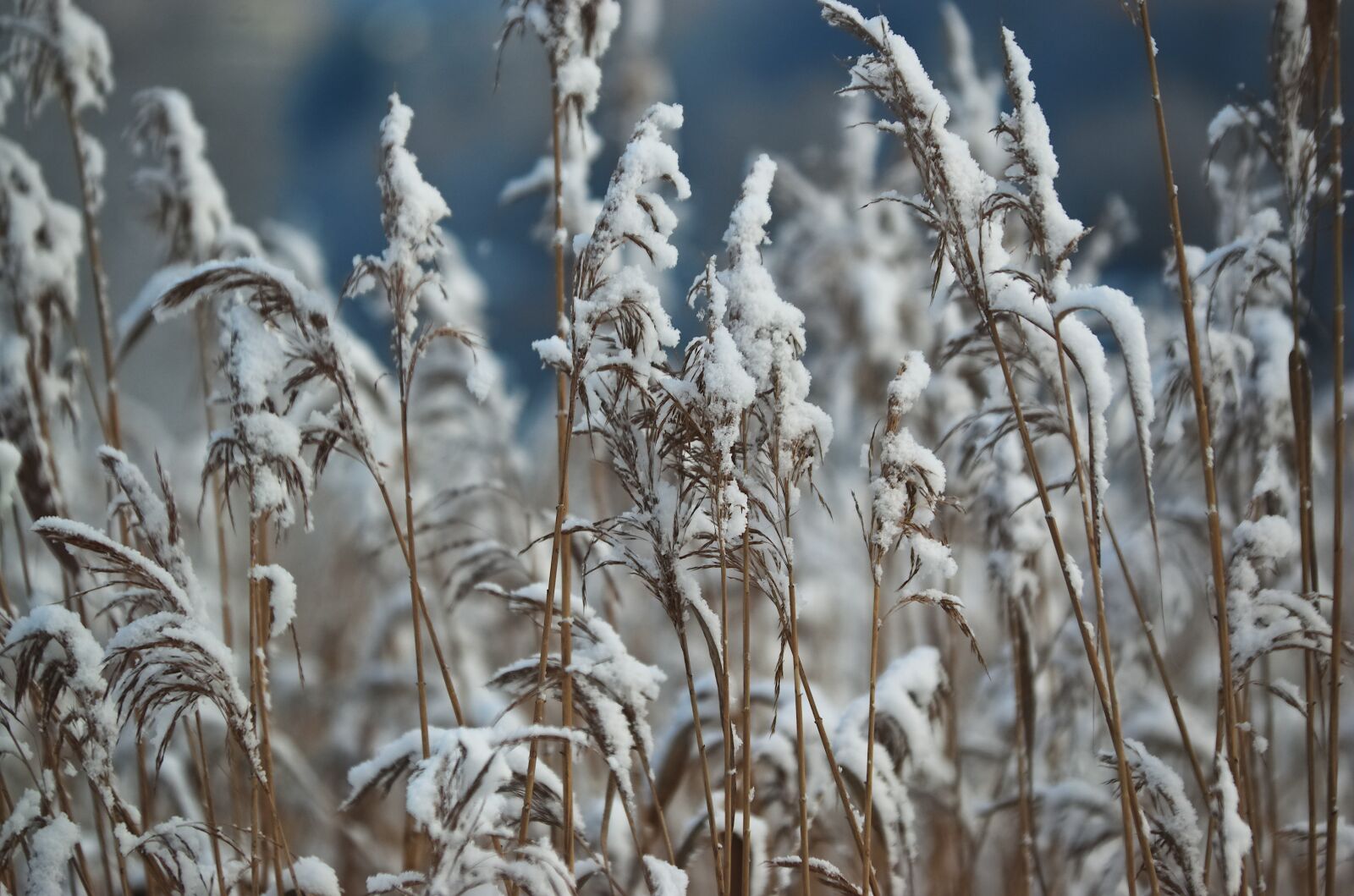 Nikon D70 sample photo. Reed, reeds, snow photography