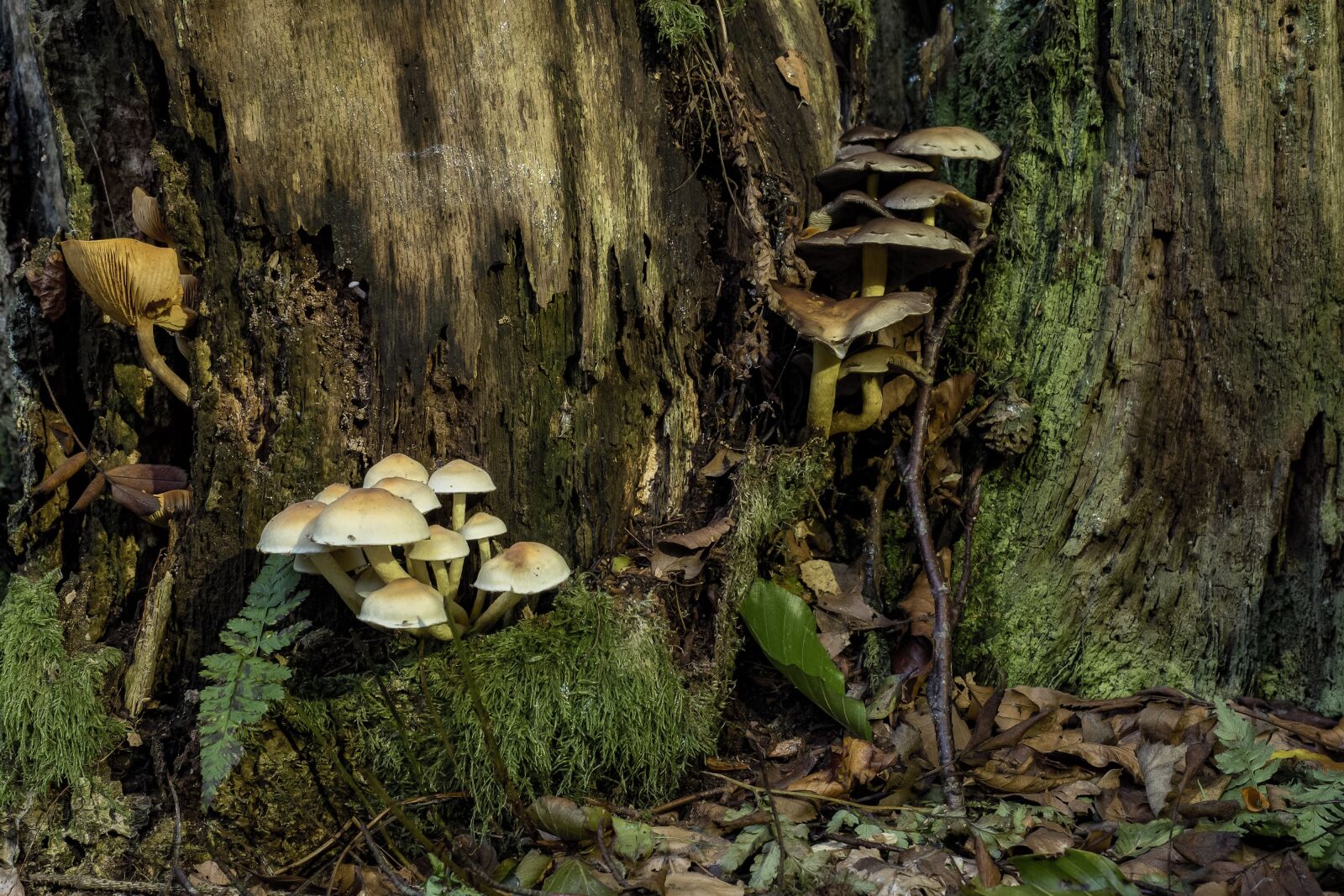 Olympus OM-D E-M5 II + Olympus M.Zuiko Digital ED 12-40mm F2.8 Pro sample photo. Mushrooms, mushroom colony, nature photography