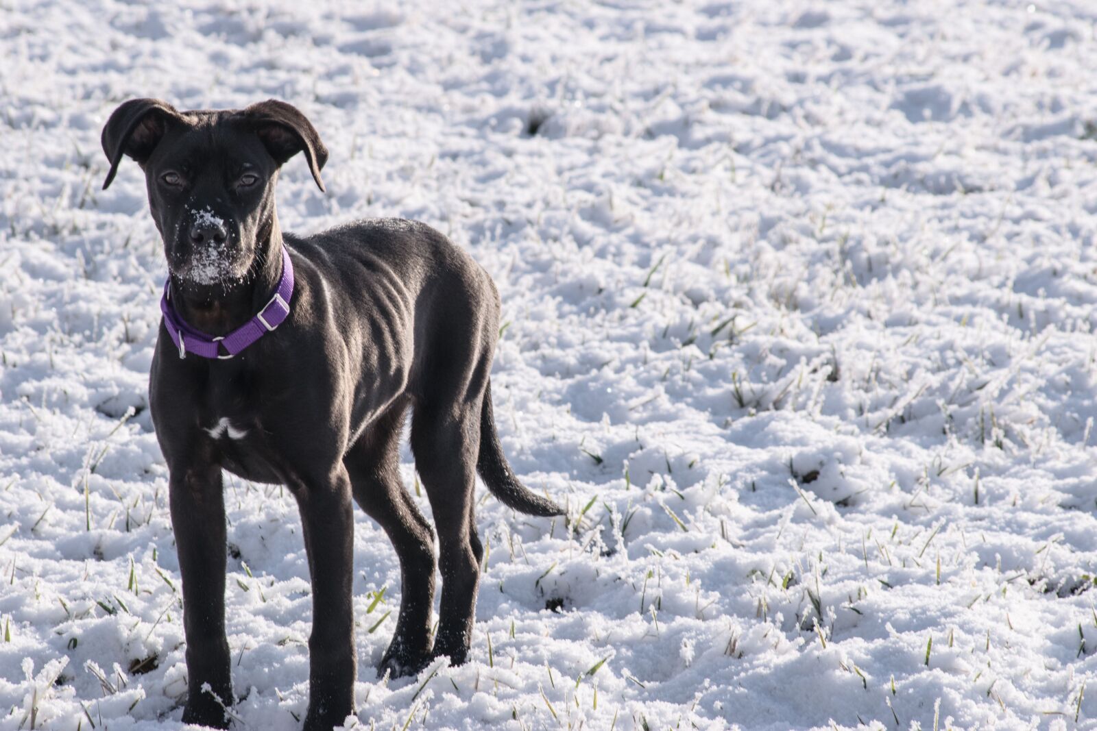 Nikon D3300 sample photo. Snow, winter, animal photography