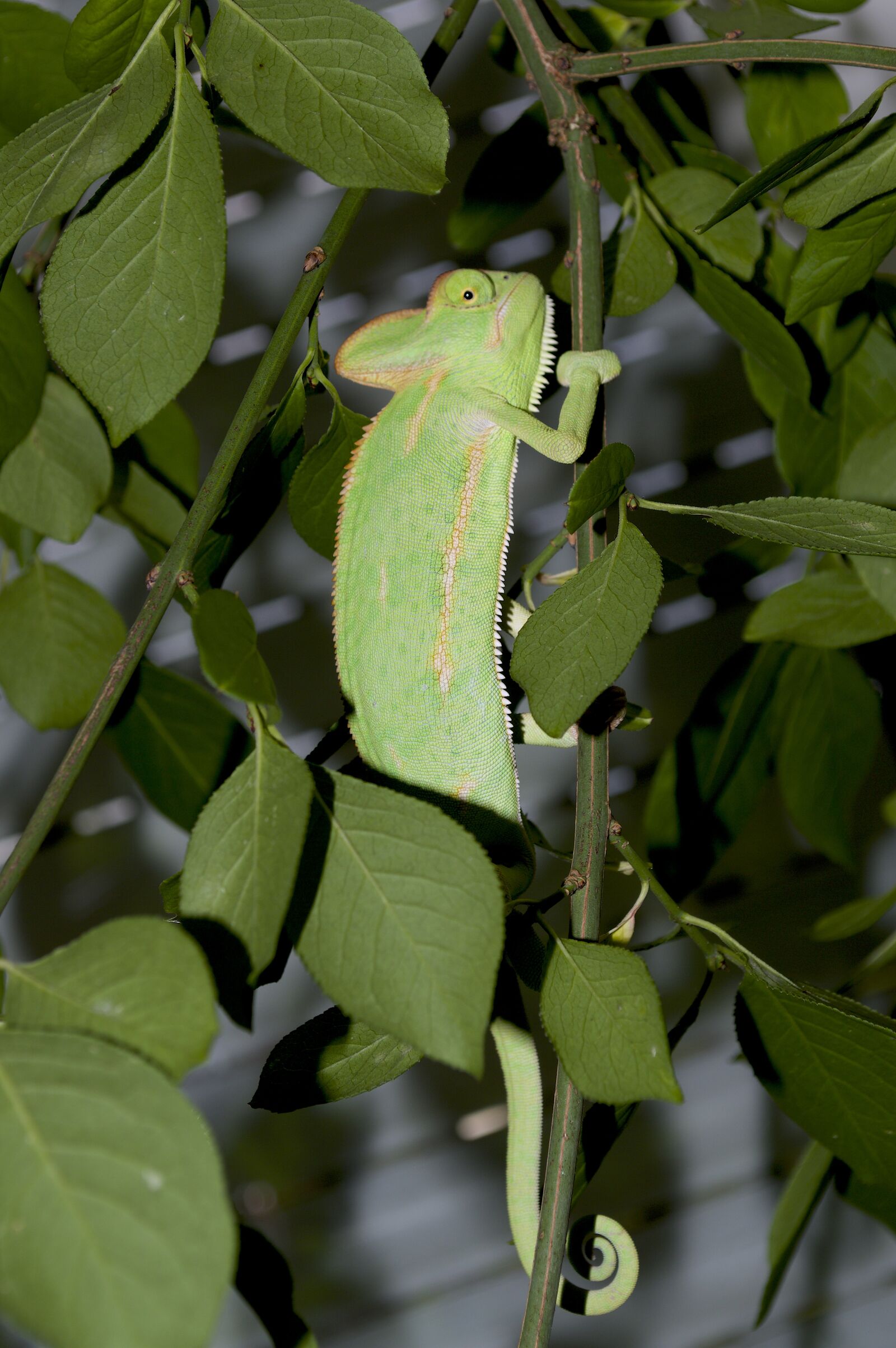 Nikon D3200 sample photo. Chameleon, camouflage, leaves photography