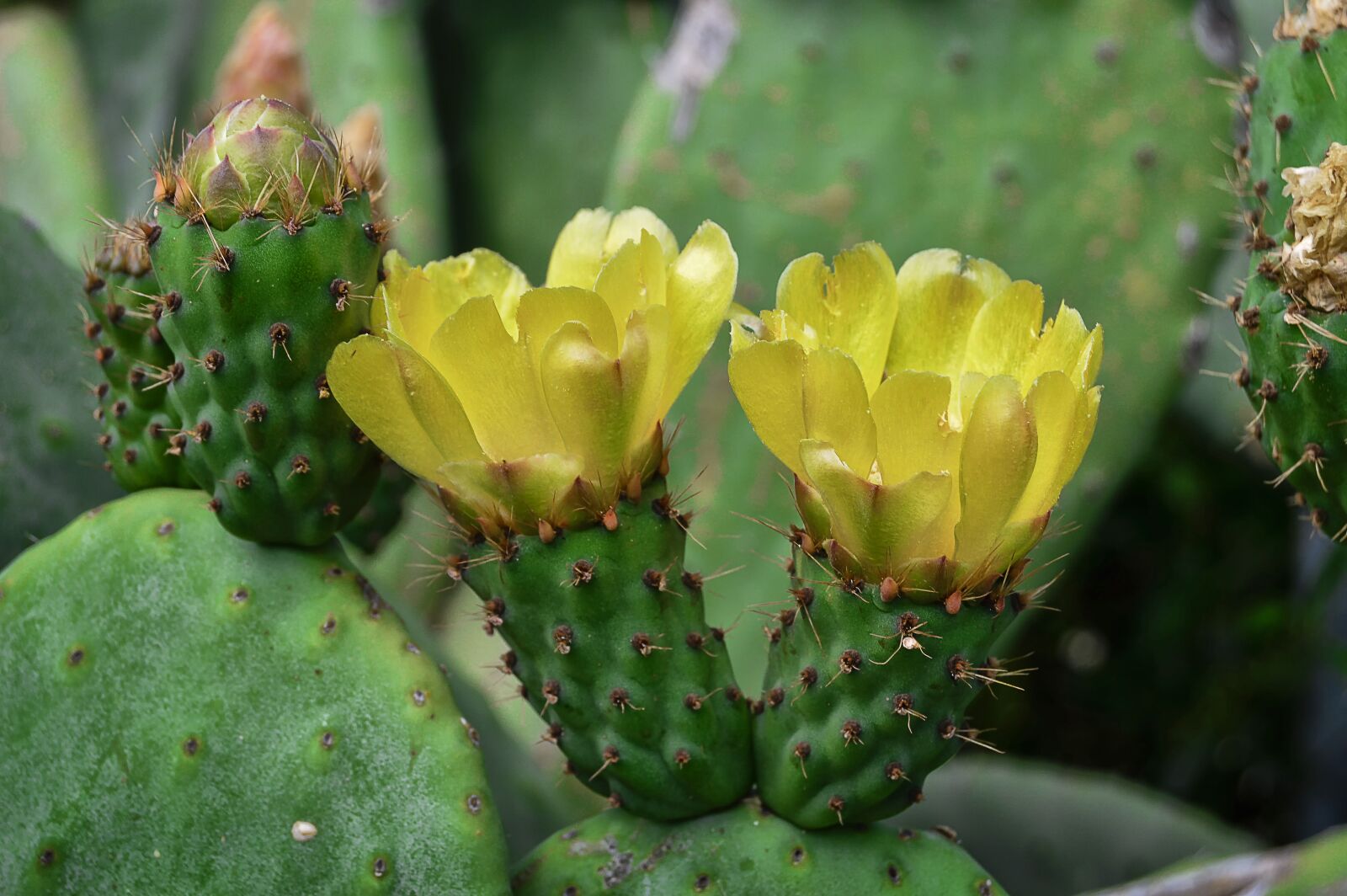 Nikon D3200 sample photo. Flower, yellow flower, prickly photography