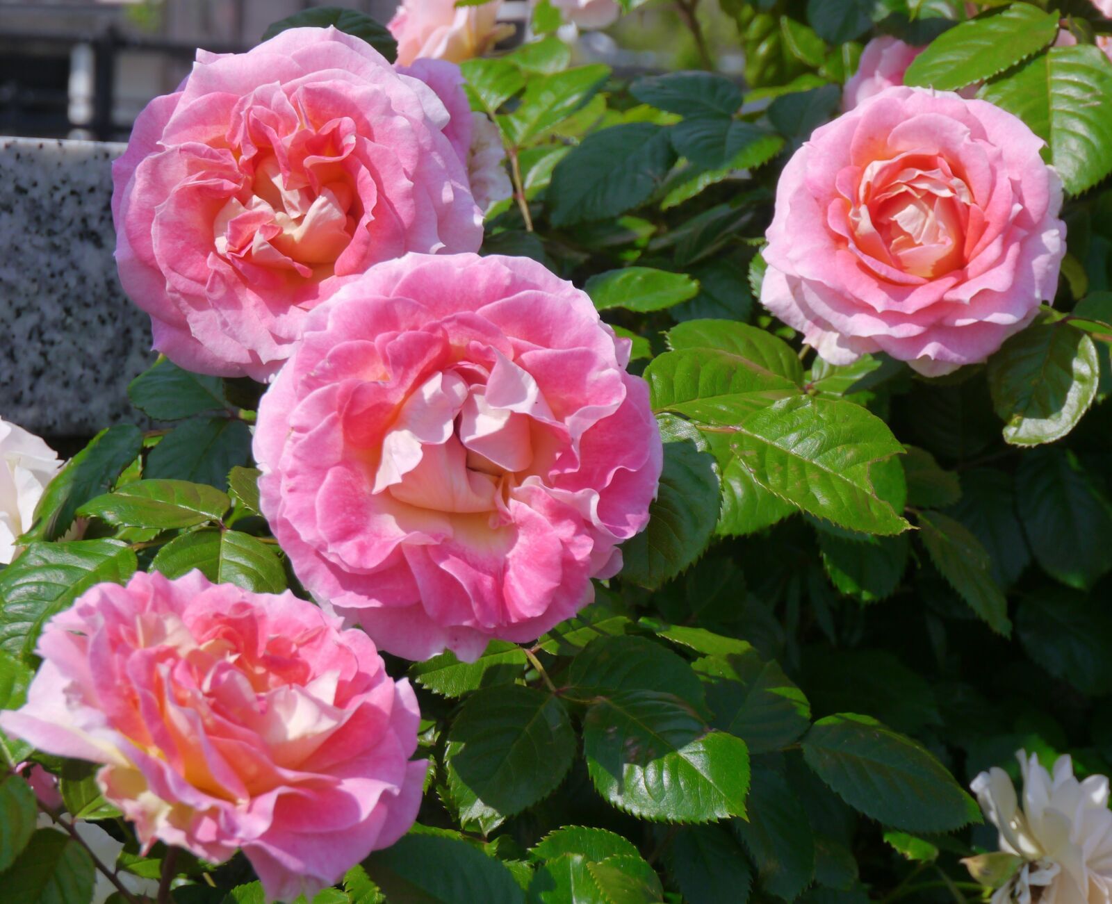 Panasonic Lumix DMC-GX1 sample photo. Verny park, rose, large photography